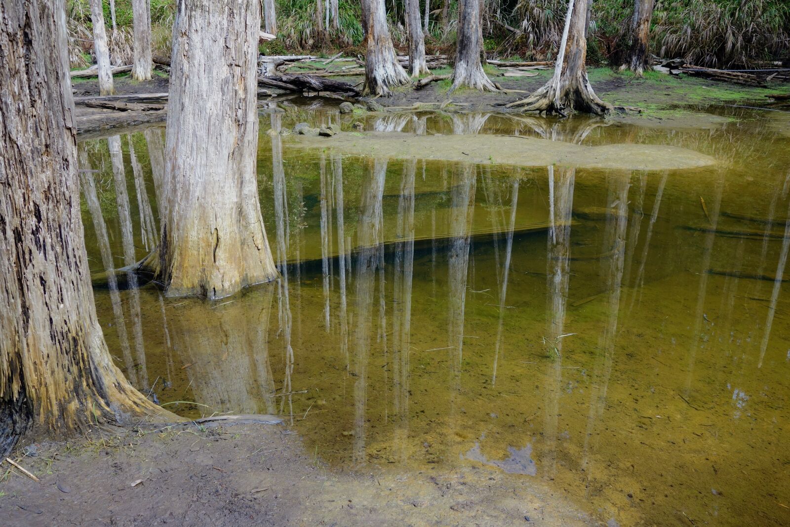 Sony Cyber-shot DSC-RX100 sample photo. Waters, nature, wood photography