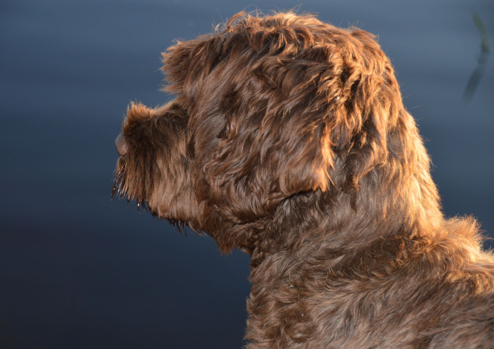 Nikon D3200 sample photo. Dog, animal, light photography