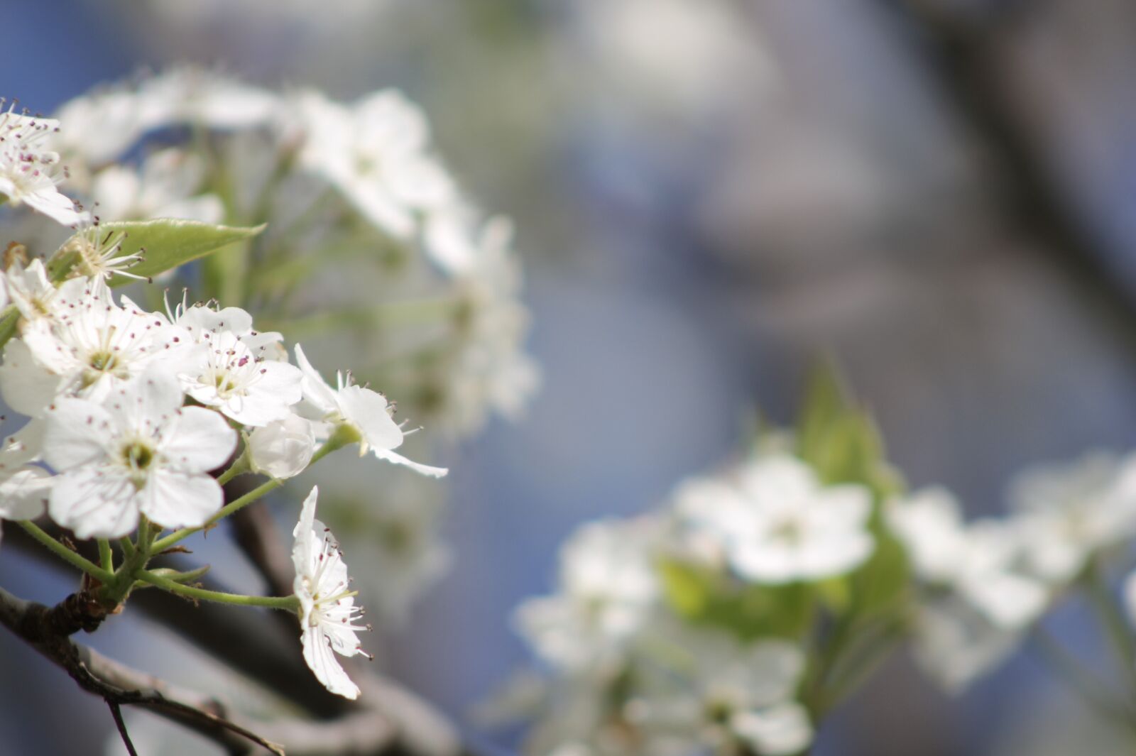 Canon EOS 1100D (EOS Rebel T3 / EOS Kiss X50) sample photo. Blooms, fruit blossoms, tree photography