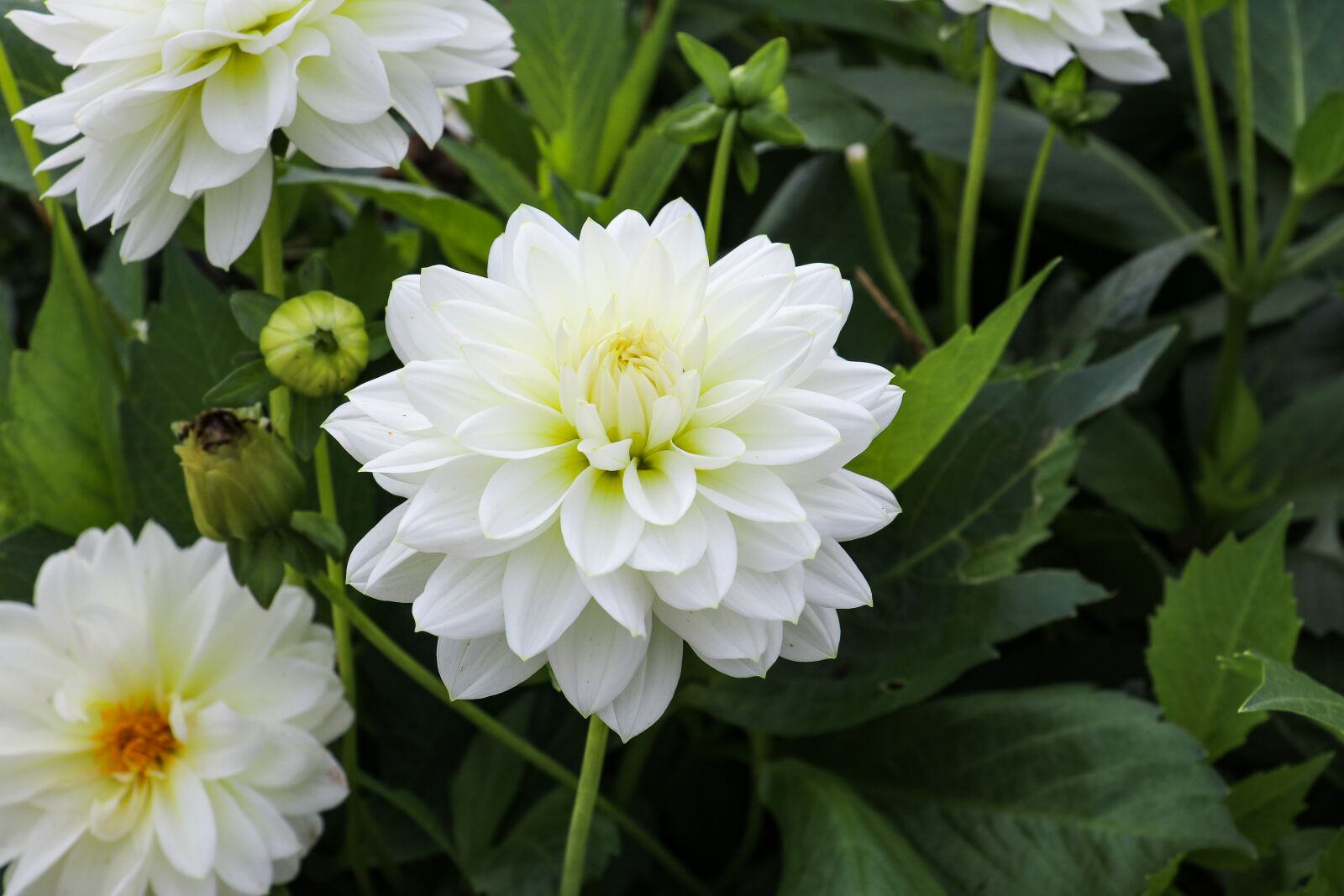 Canon EOS 80D sample photo. Dahlia, plant, white photography