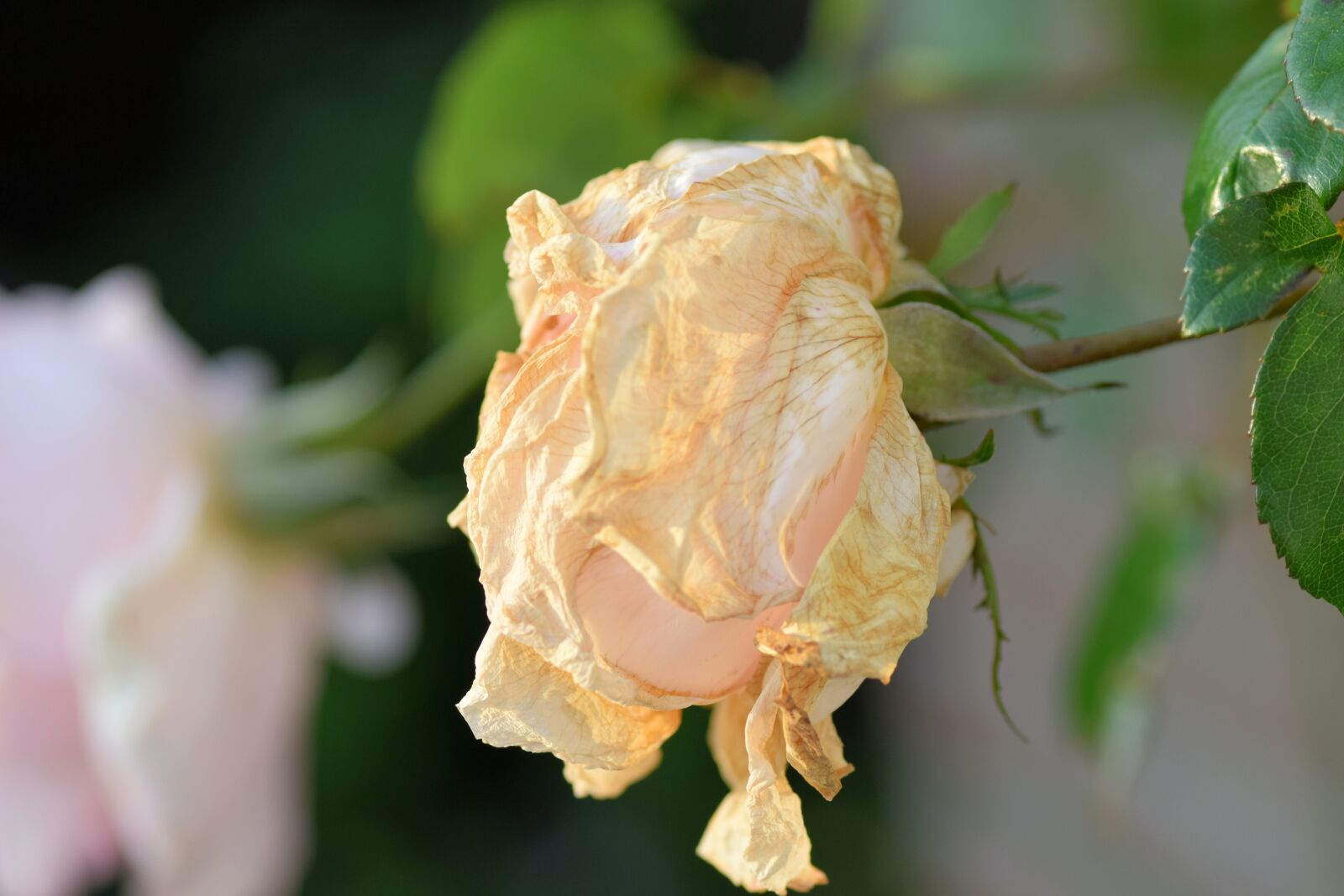 Nikon D5300 sample photo. Rose, rambler, wilted photography