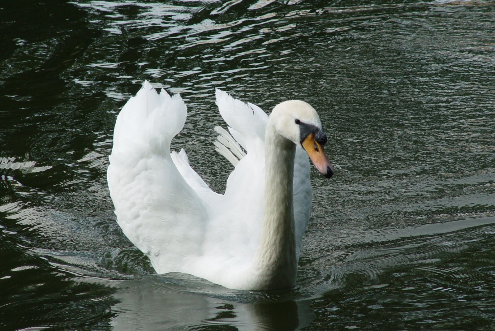 Sony CYBERSHOT sample photo. Swan, bird, white photography
