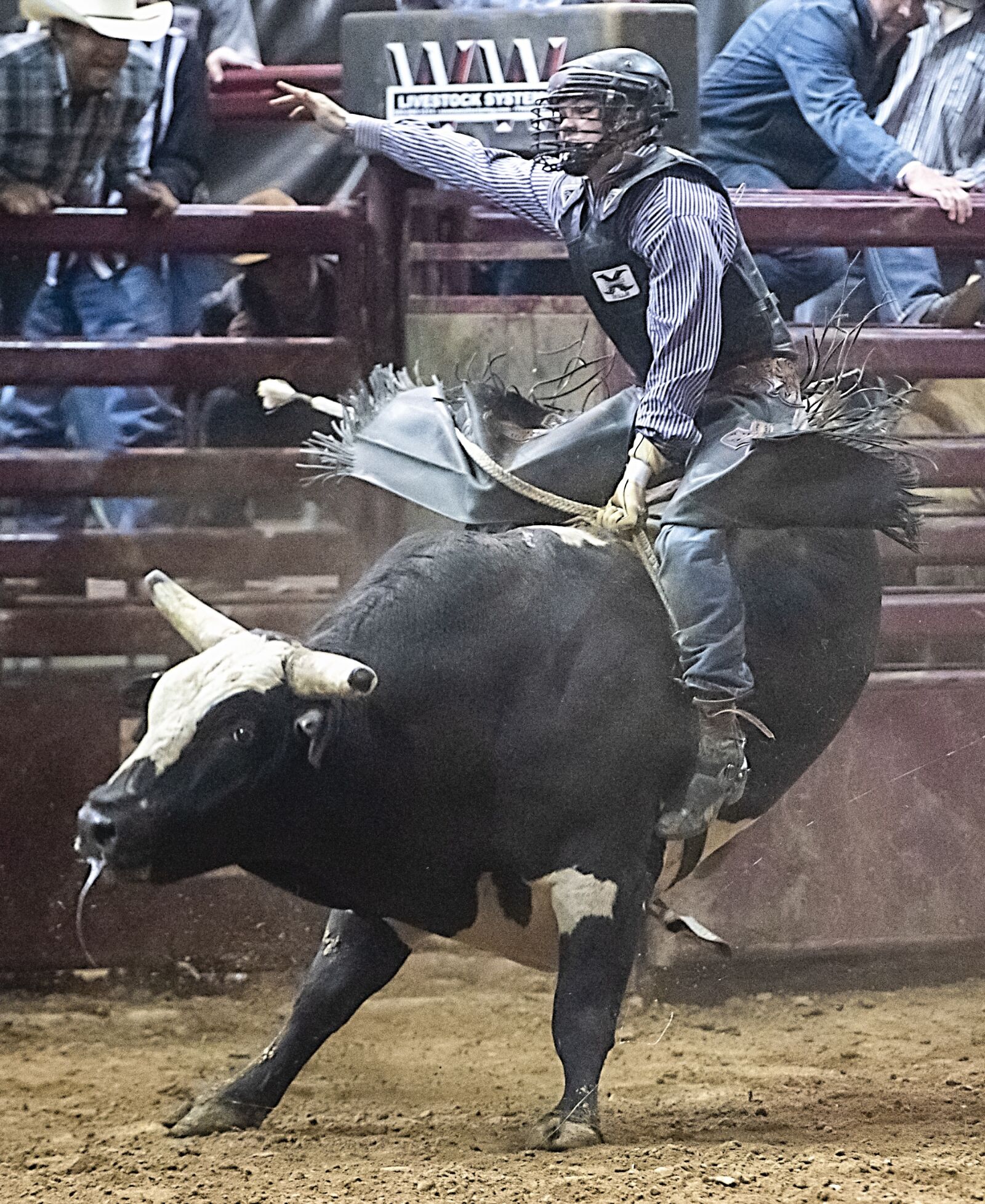 Nikon D850 sample photo. Bull, bull riding, rodeo photography