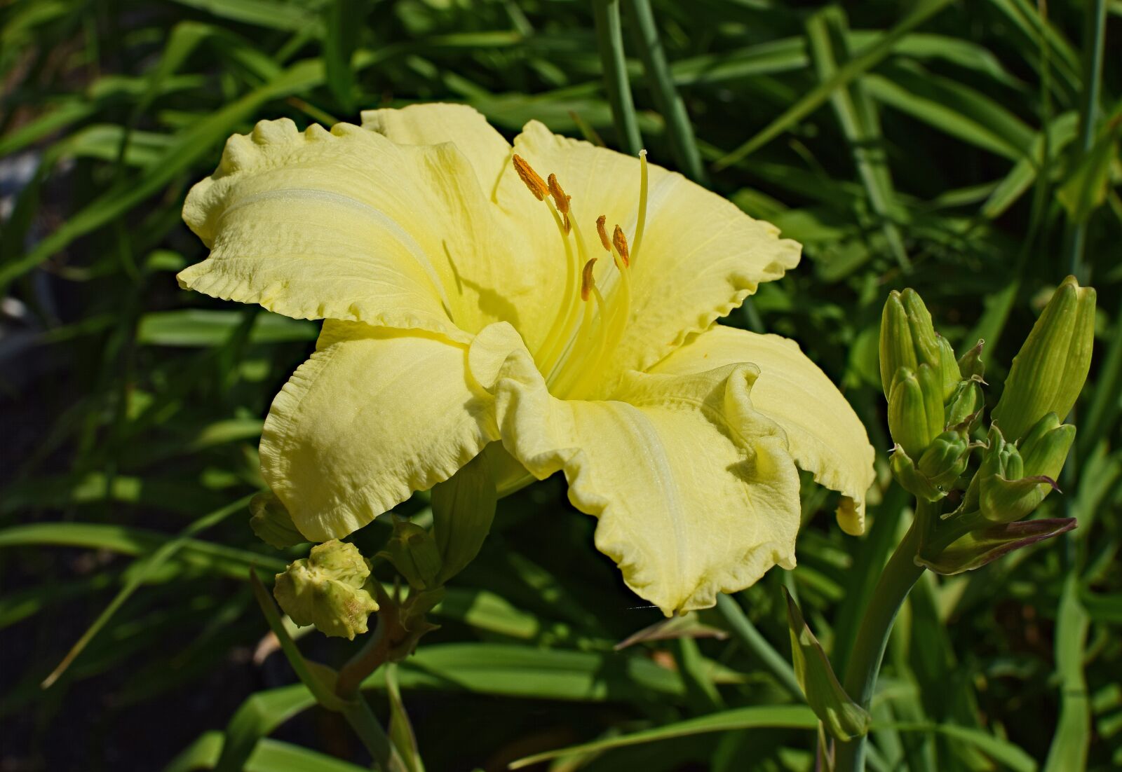 Nikon D3300 sample photo. Light yellow daylily, lily photography
