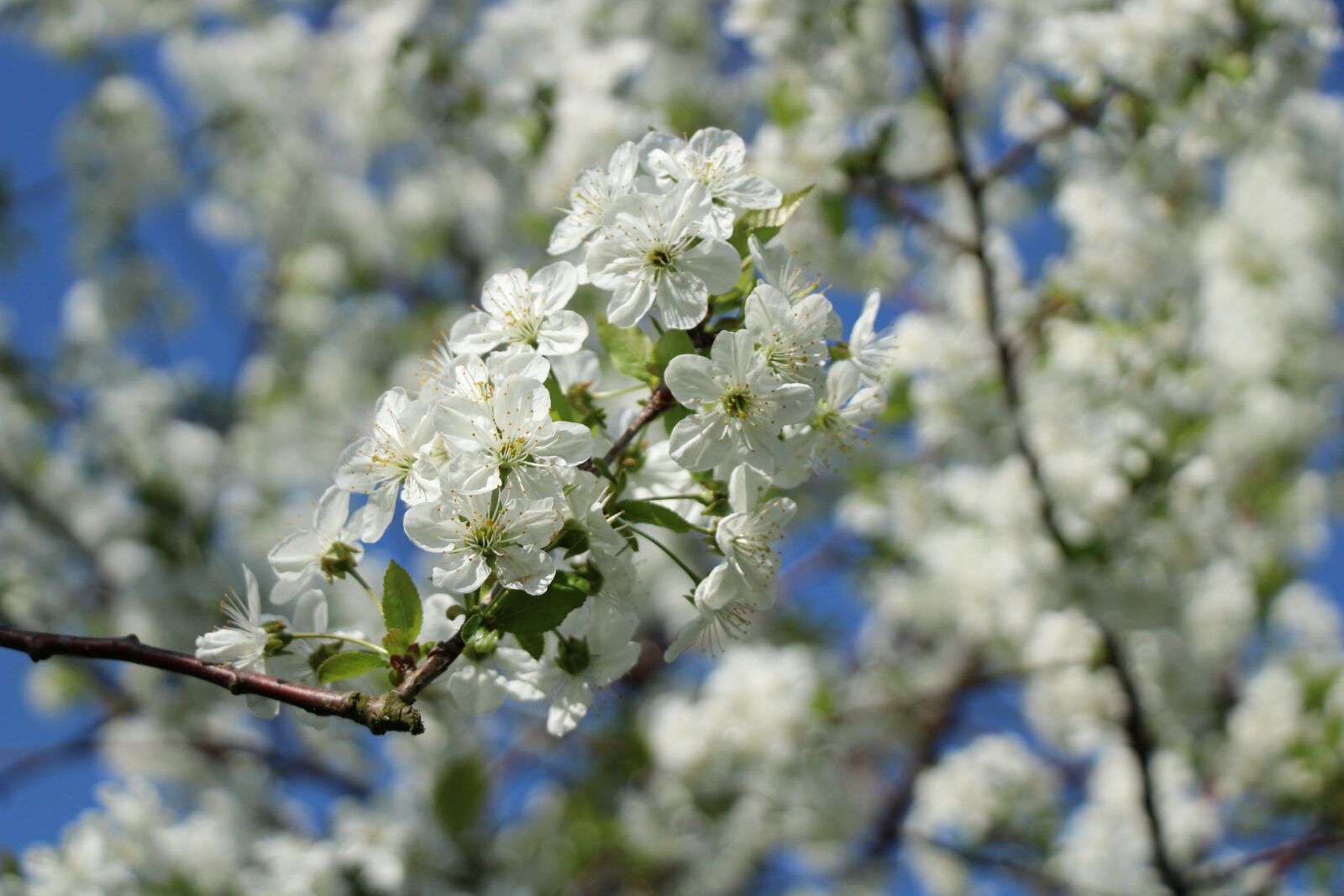Canon EOS 2000D (EOS Rebel T7 / EOS Kiss X90 / EOS 1500D) sample photo. Cherry blossoms, flowers, spring photography