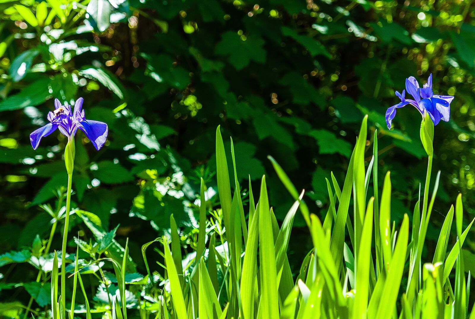 Nikon D5000 sample photo. Flower, nature, bloom photography