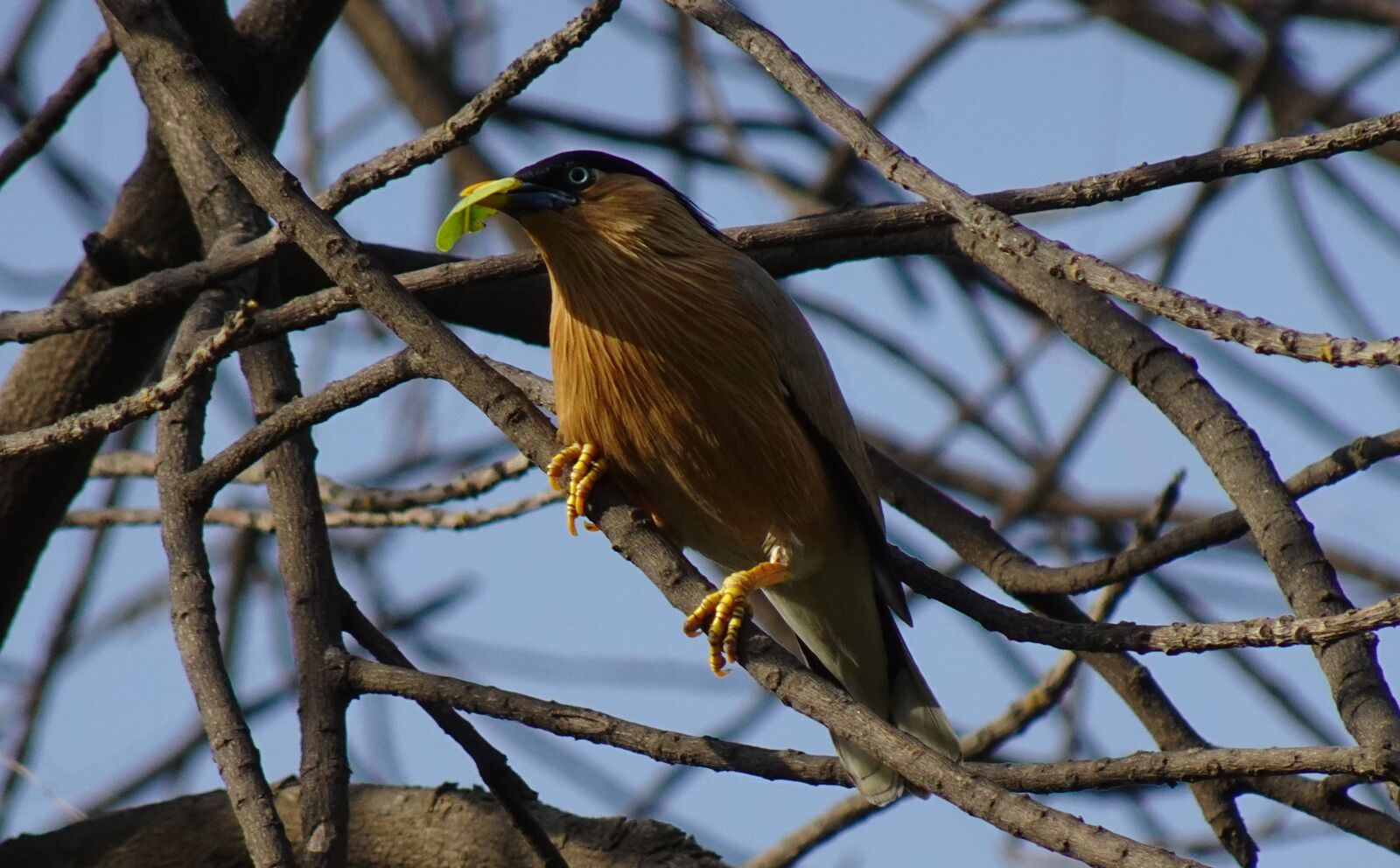 Sony DSC-WX800 sample photo. Bird, brahminy myna, starling photography