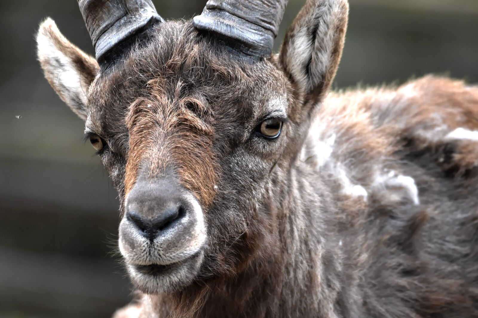 Nikon D3200 sample photo. Capricorn, goat, goats photography