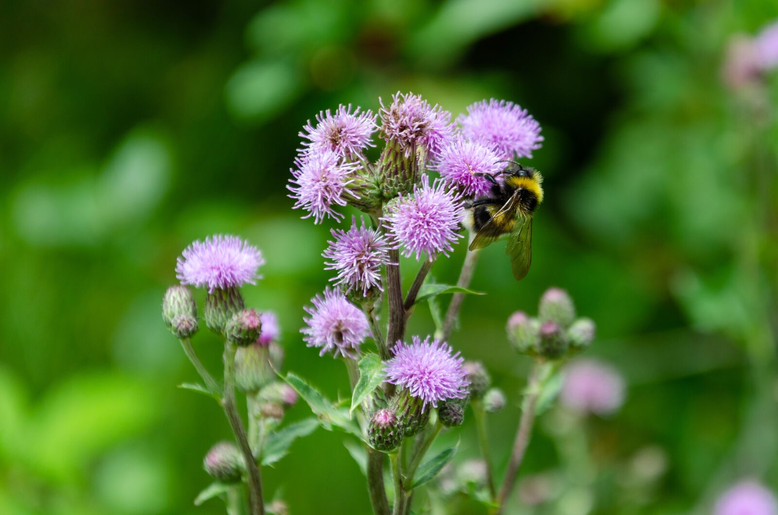 Nikon D5100 sample photo. Hummel, insect, flower photography