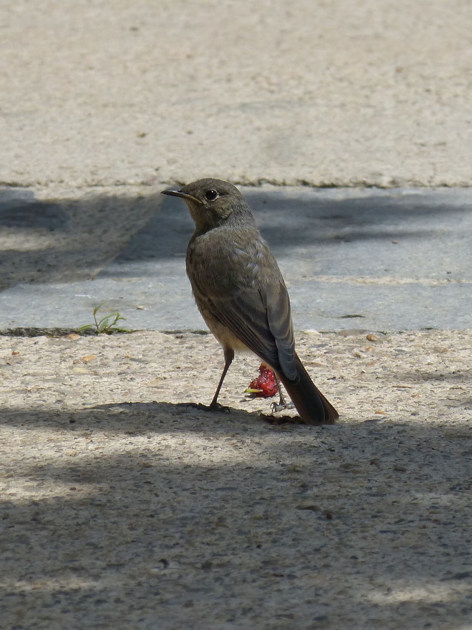 Panasonic DMC-FZ62 sample photo. Black redstart-management, smoked, smoked photography