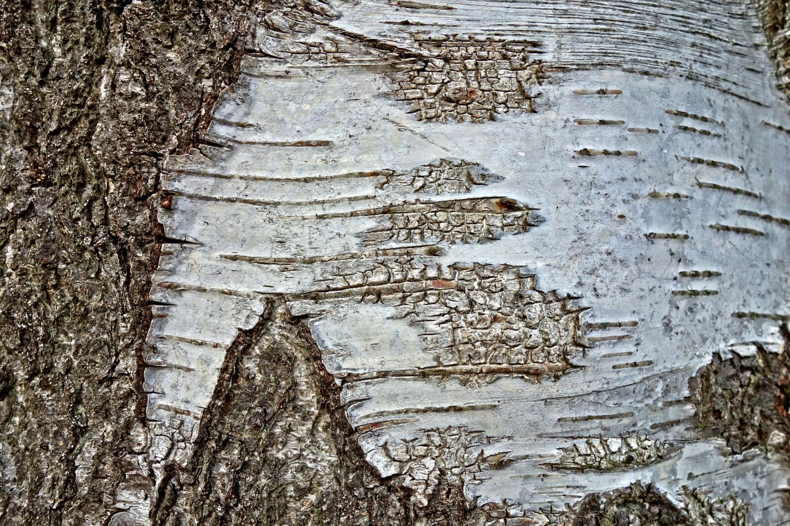 Sony Cyber-shot DSC-RX100 sample photo. Tree, birch tree, birch photography
