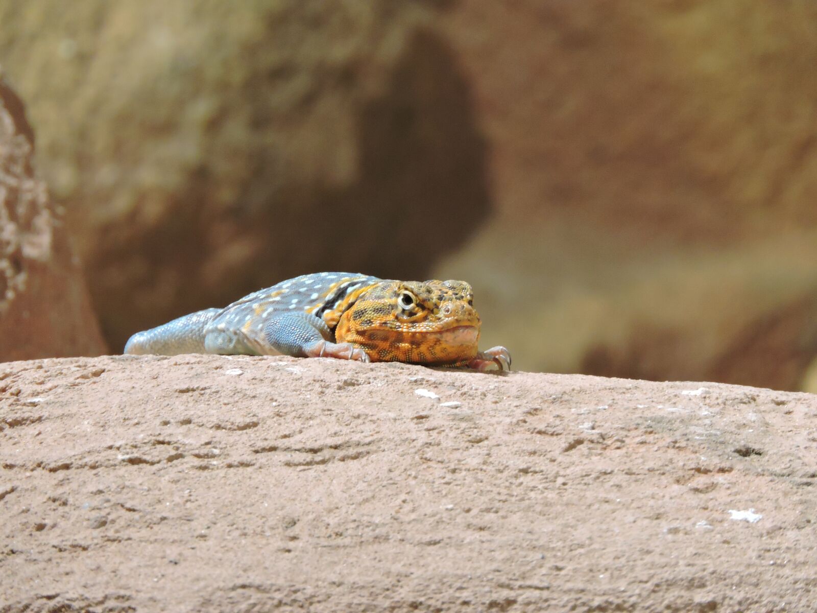 Nikon Coolpix P600 sample photo. Lizard, colored, reptile photography