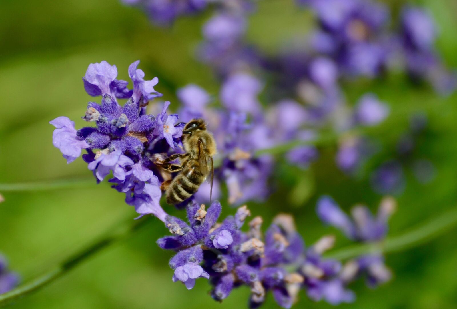 Nikon D5100 sample photo. Bee, lavender, pollination photography