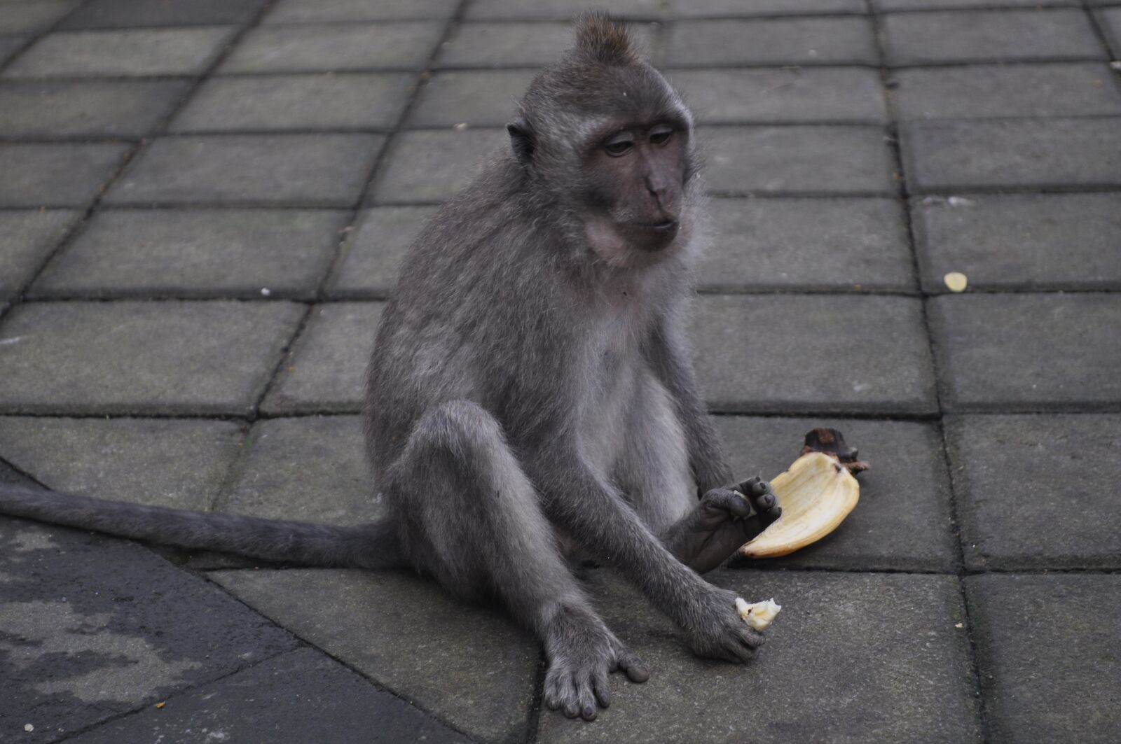 Nikon D5000 sample photo. Monkey, bali, banana photography