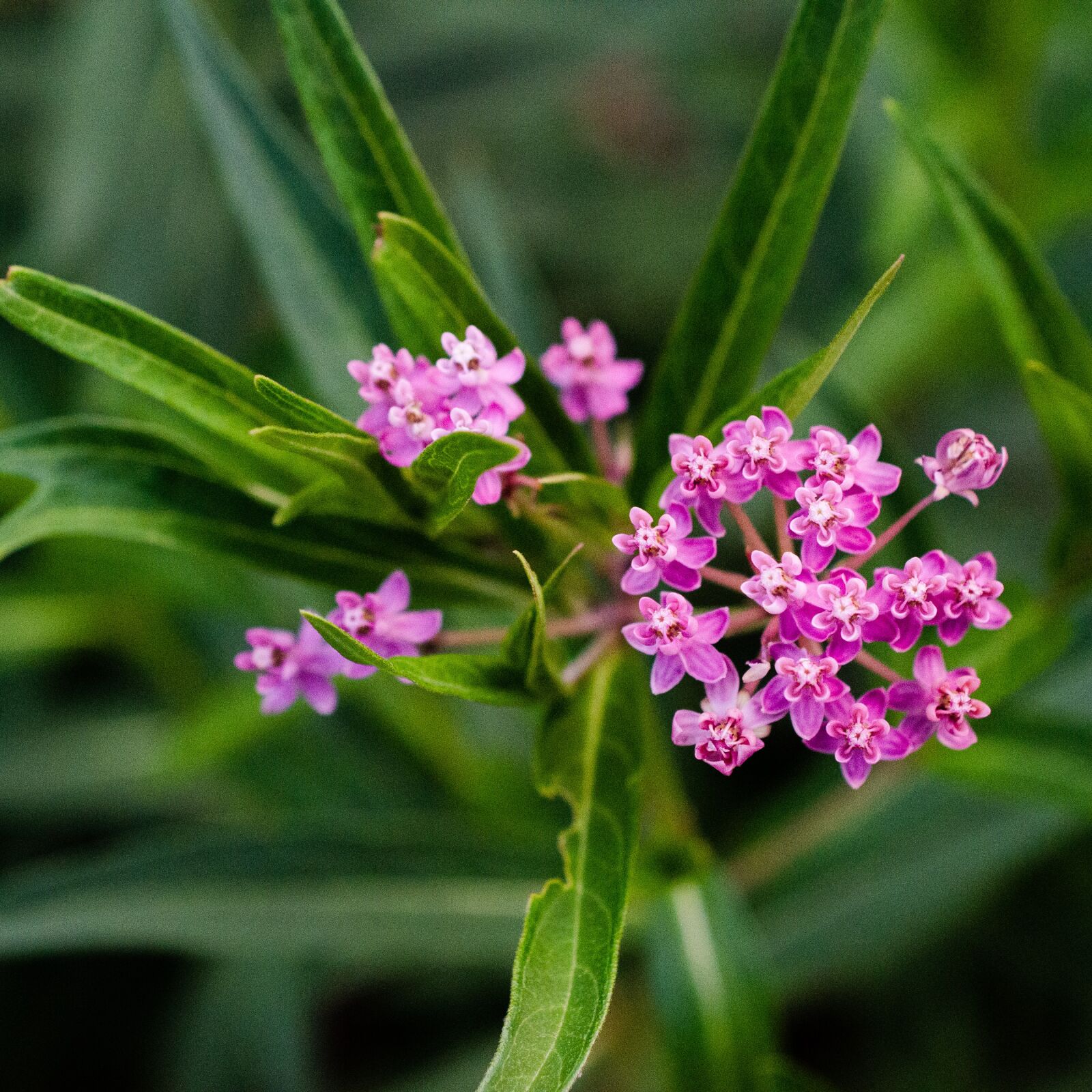 Nikon D7000 sample photo. Milkweed, pink flower, pink photography