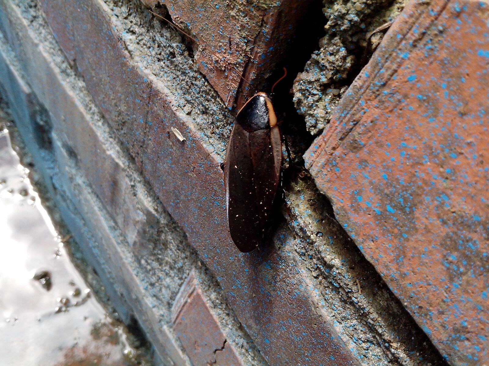 Motorola RAZR D1 sample photo. Insect, brick, deterioration photography