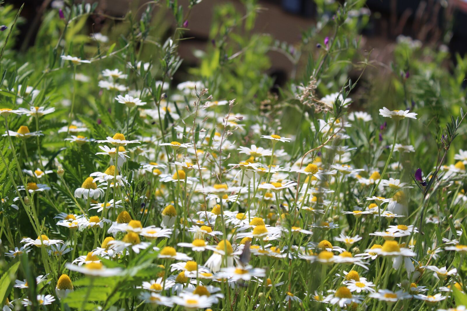 Canon EOS 1300D (EOS Rebel T6 / EOS Kiss X80) sample photo. Chamomile, flower, meadow photography