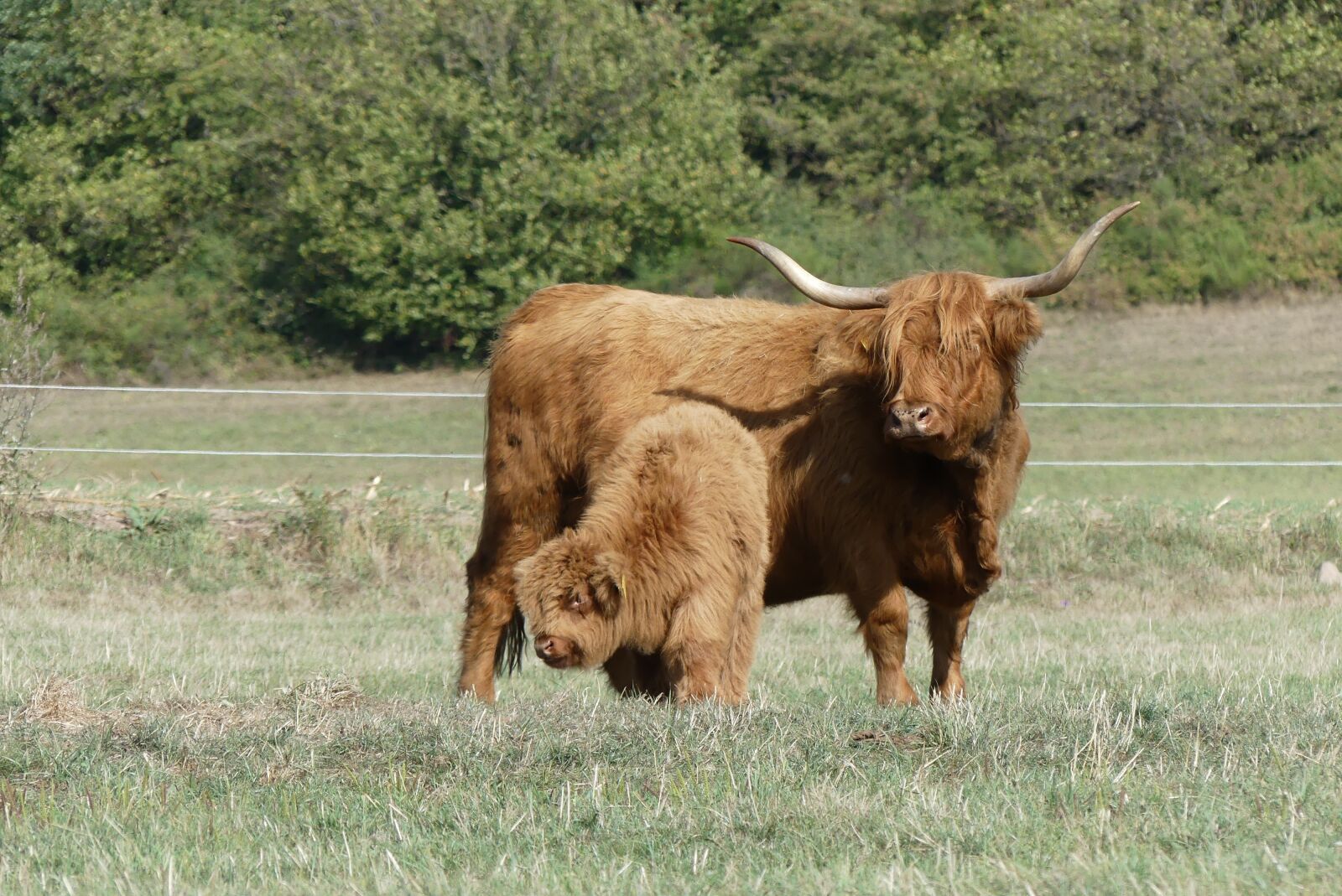 Panasonic Lumix DMC-FZ300 sample photo. Galloway, beef, calf photography