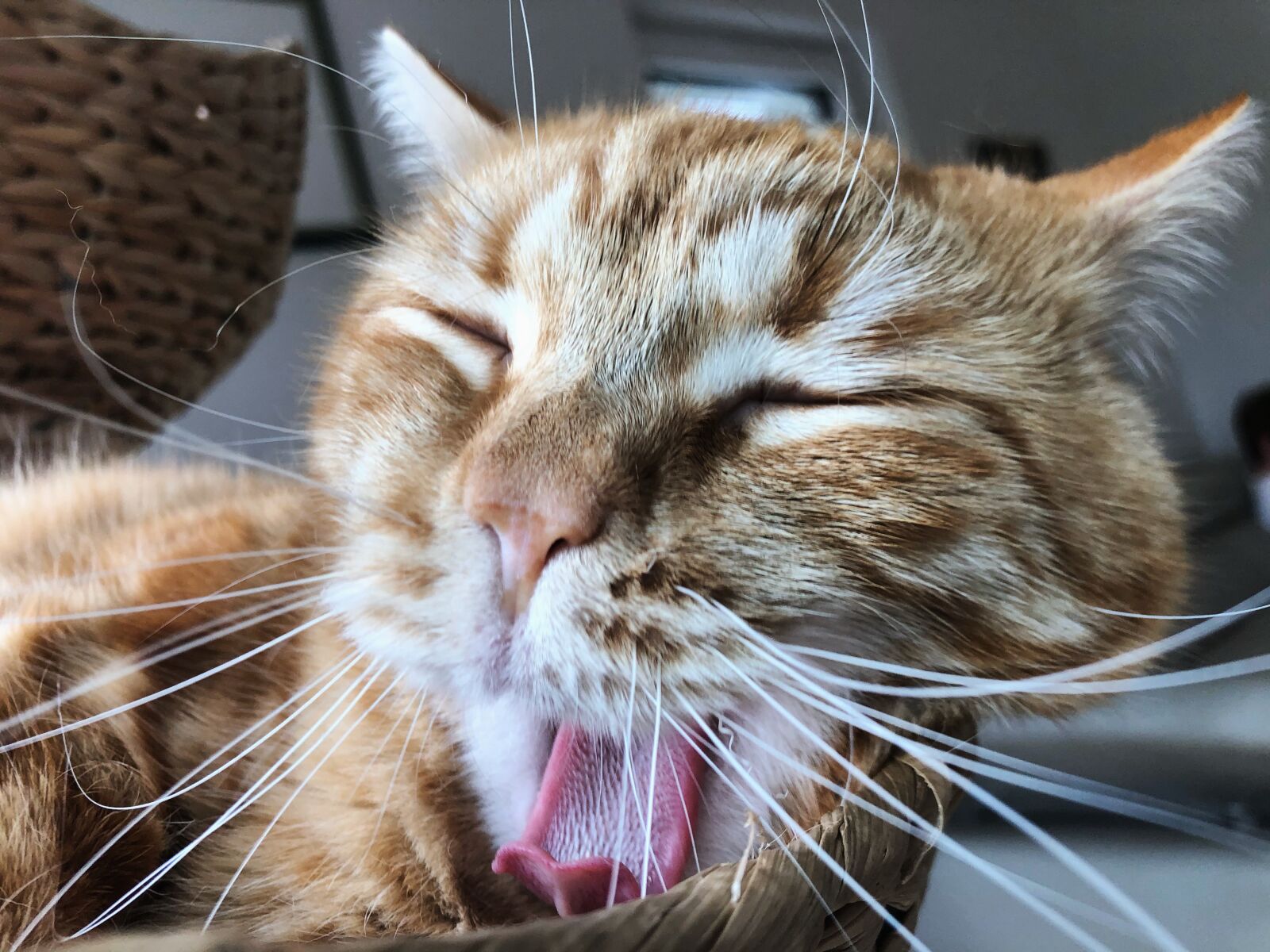 iPhone 8 back camera 3.99mm f/1.8 sample photo. Katze, kätzchen, gustaf photography