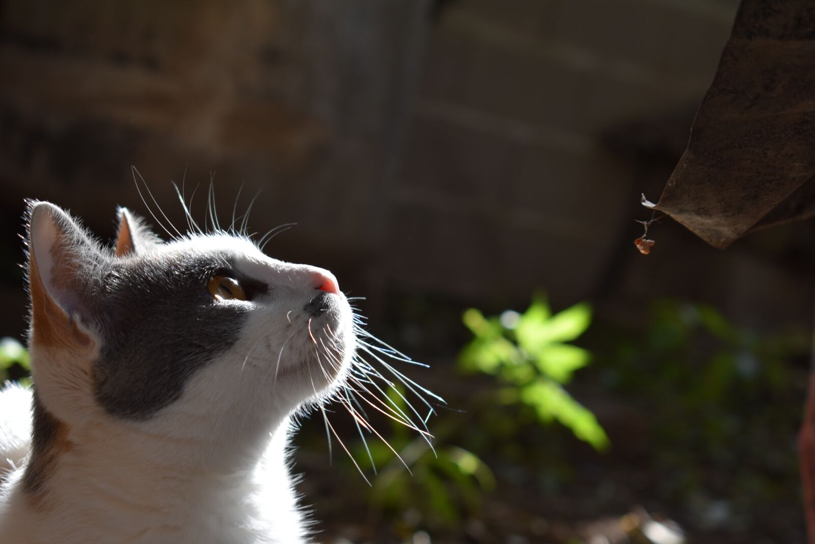 Nikon D3400 sample photo. Cat, kitty, pet photography