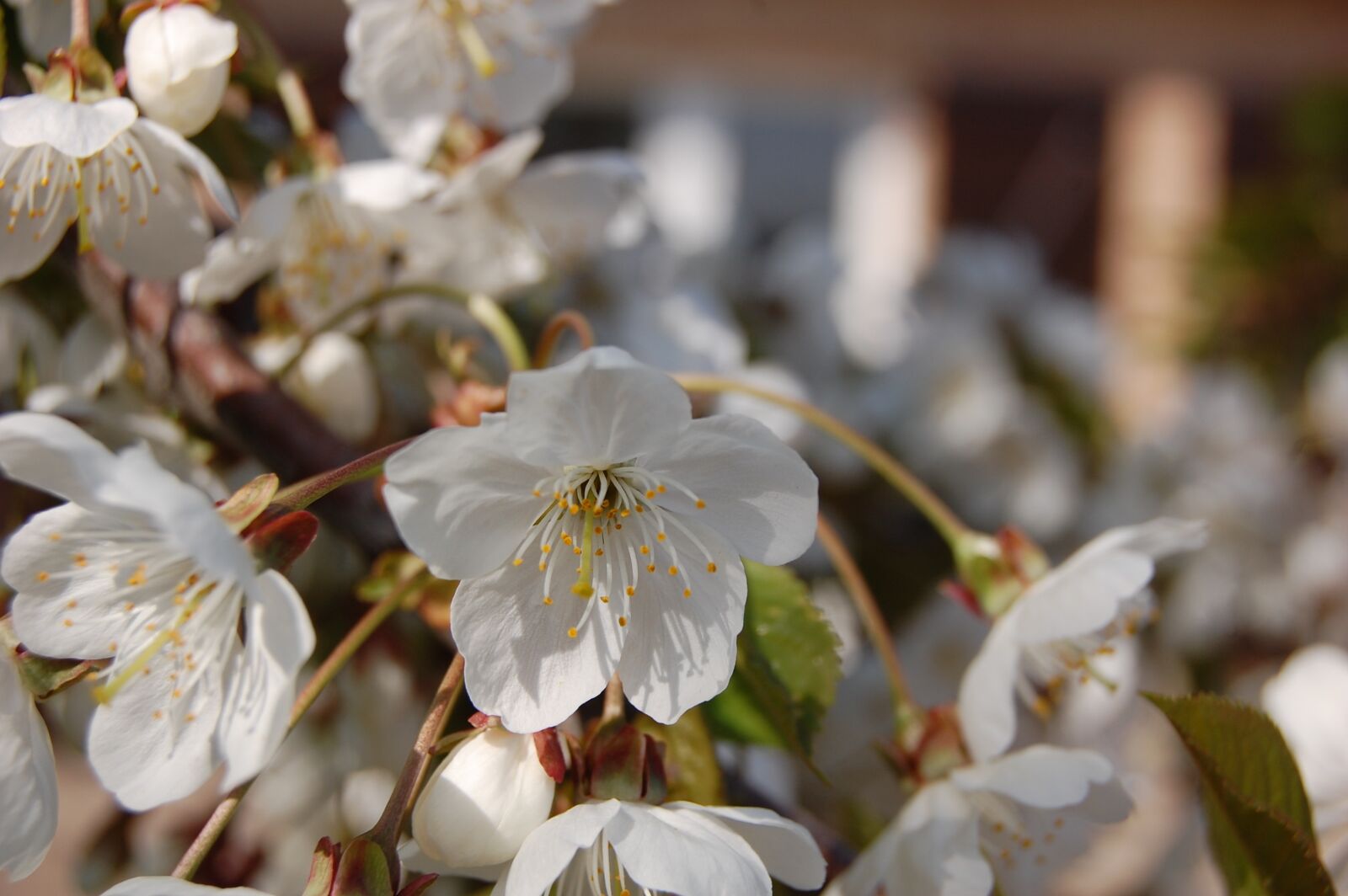 Nikon D40 sample photo. Flowers, cherry, spring photography