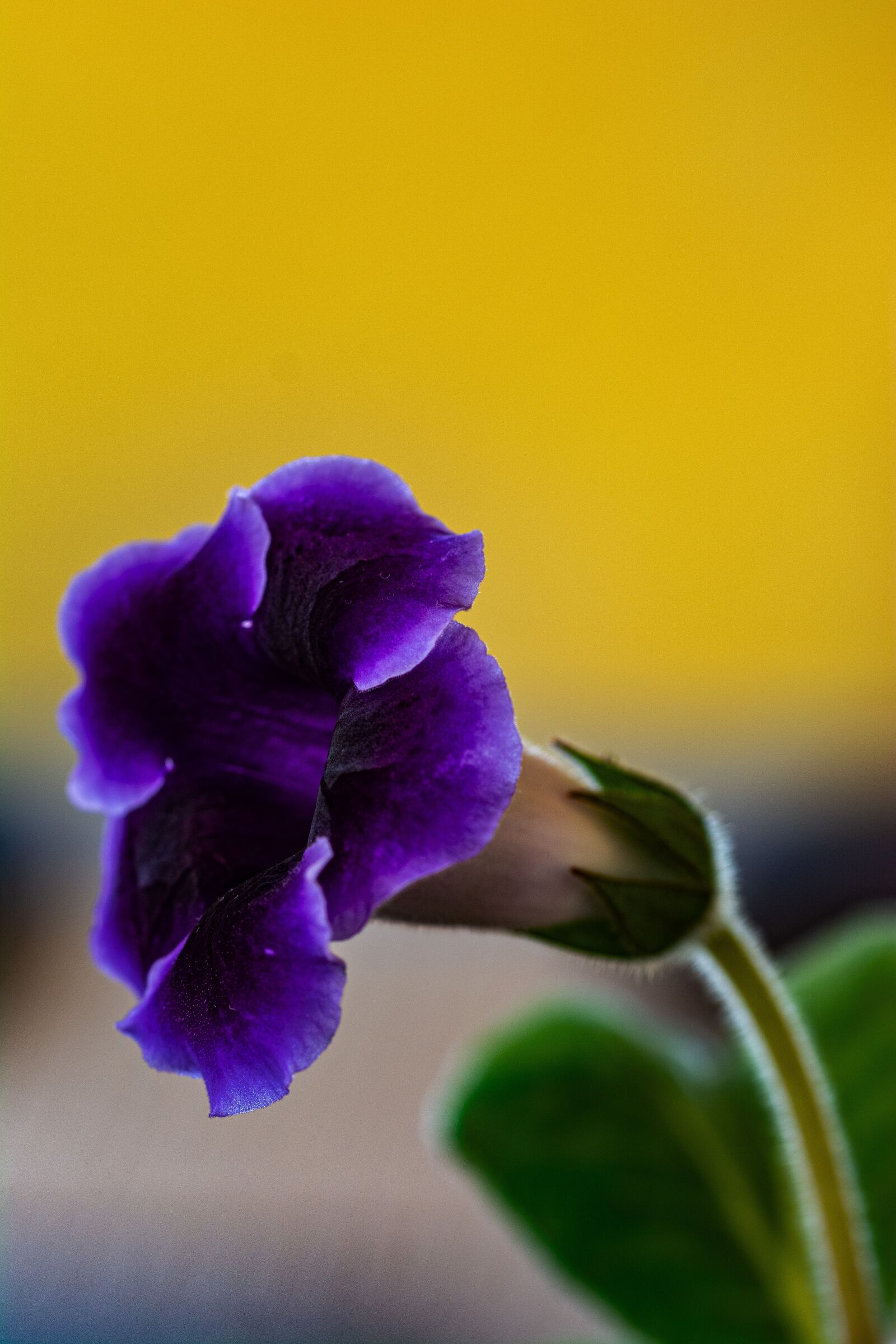 Nikon D7100 sample photo. Flower, in bloom, spring photography