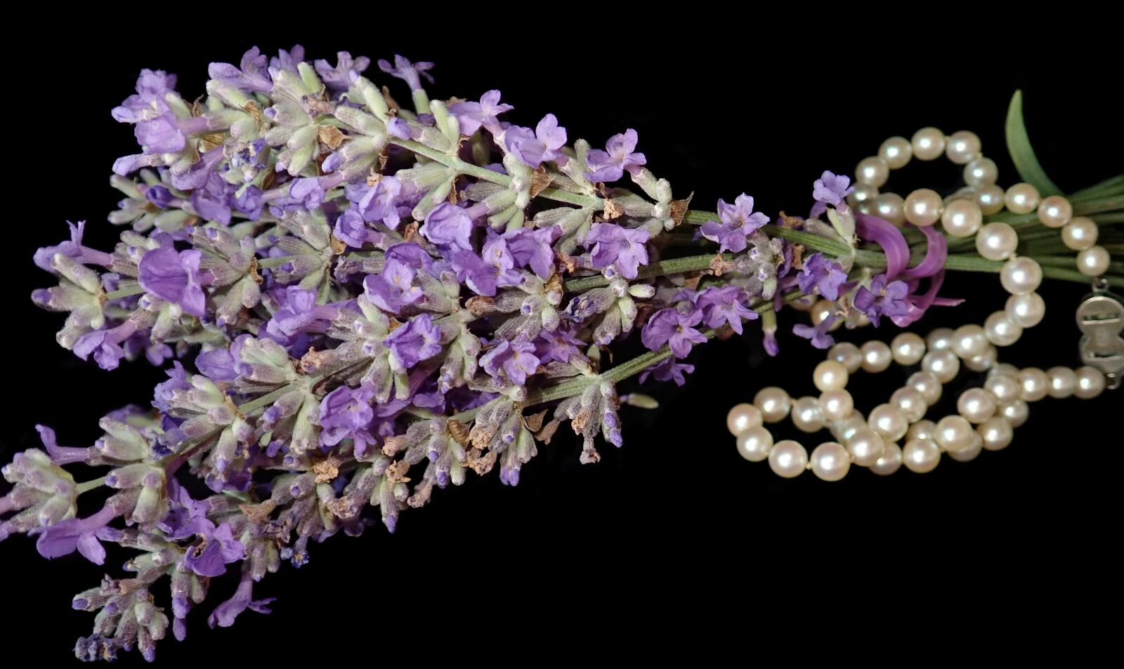 Olympus TG-5 sample photo. Lavender, flowers, fragrance photography