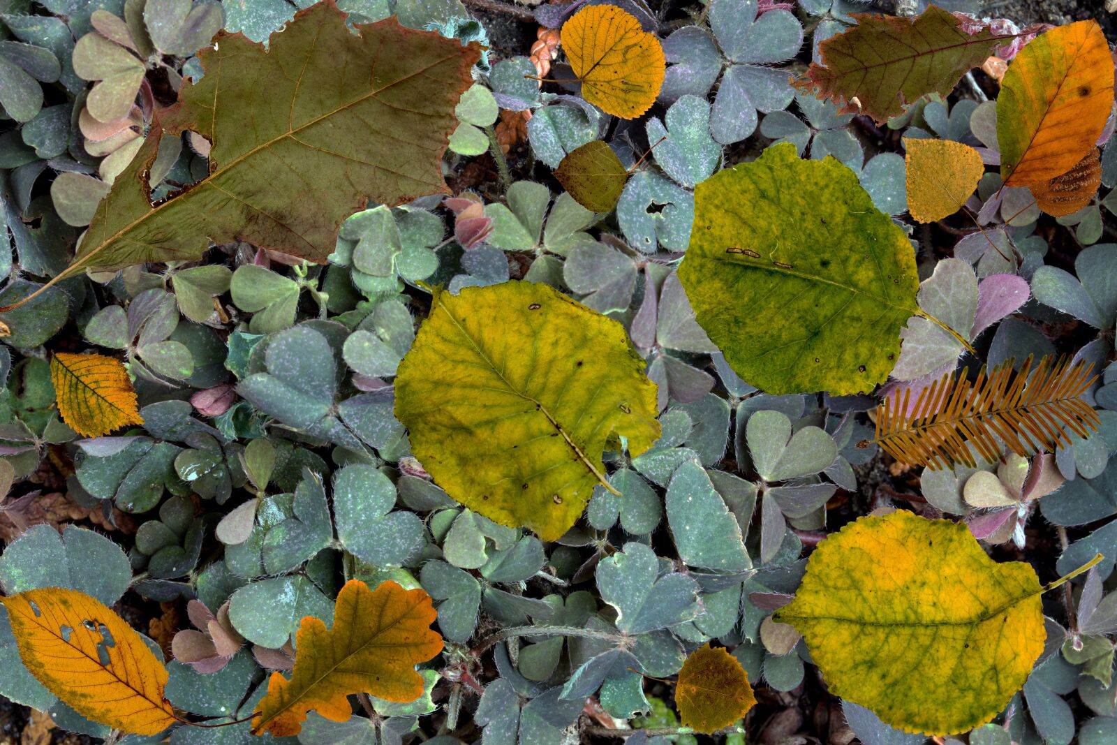 Canon EF-S 60mm F2.8 Macro USM sample photo. Klee, shamrocks, tree leaves photography