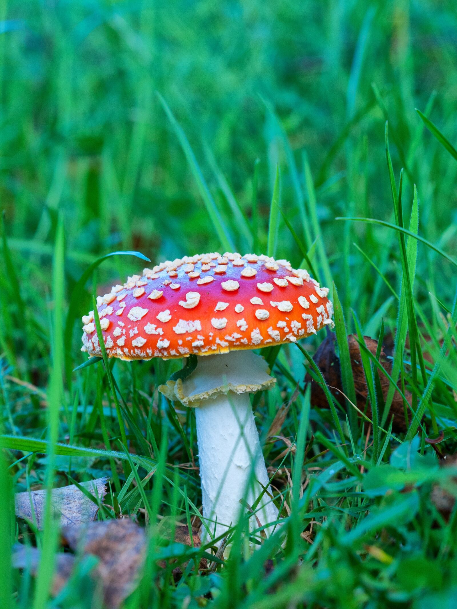 Nikon D300S sample photo. Fly agaric, mushroom, meadow photography