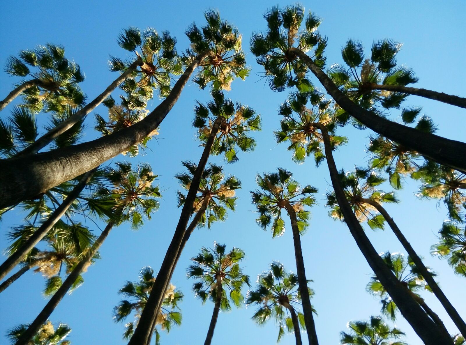 Meizu m2 sample photo. Tropical, palms, malaga photography