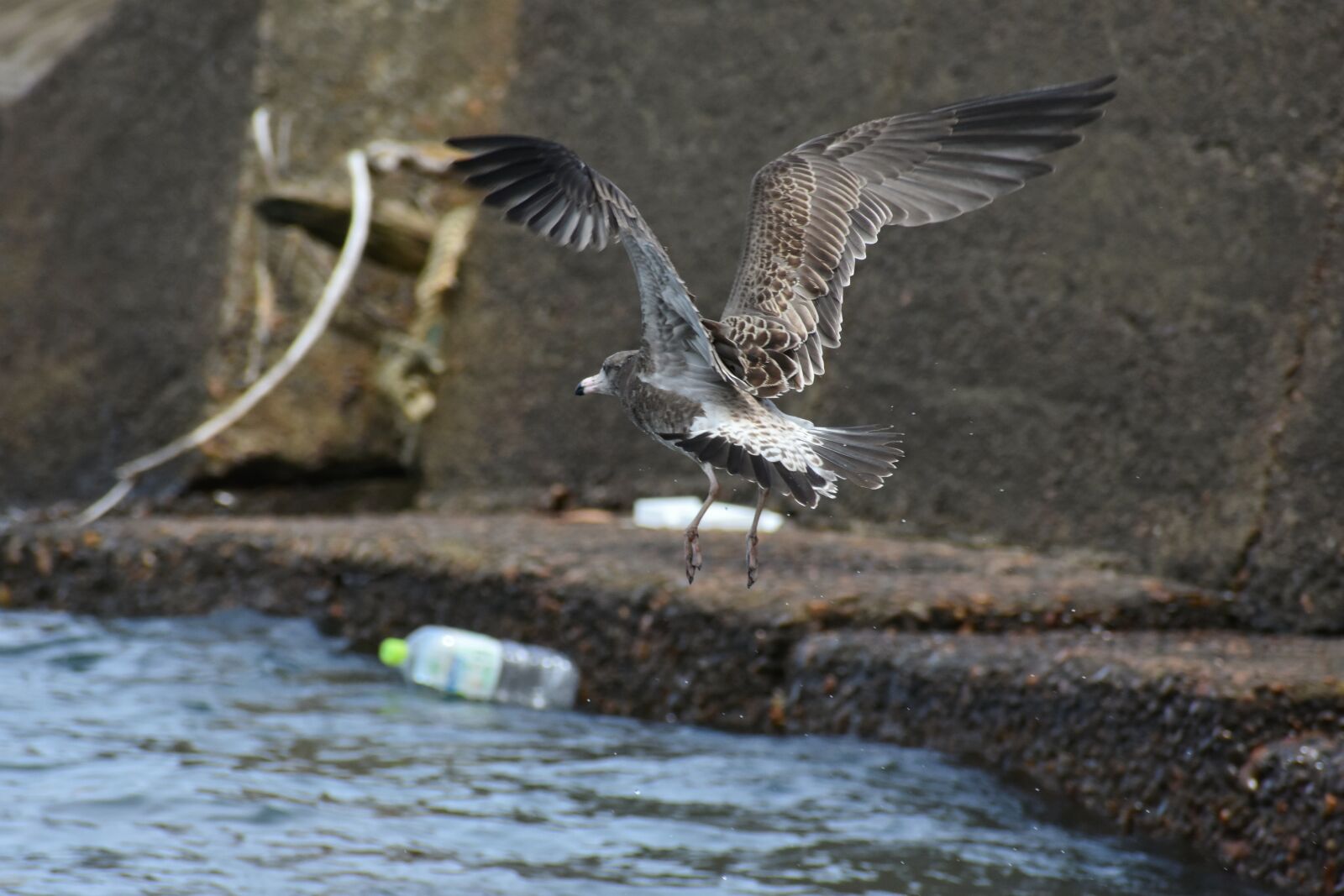 Nikon D7200 sample photo. Animal, sea, bird photography