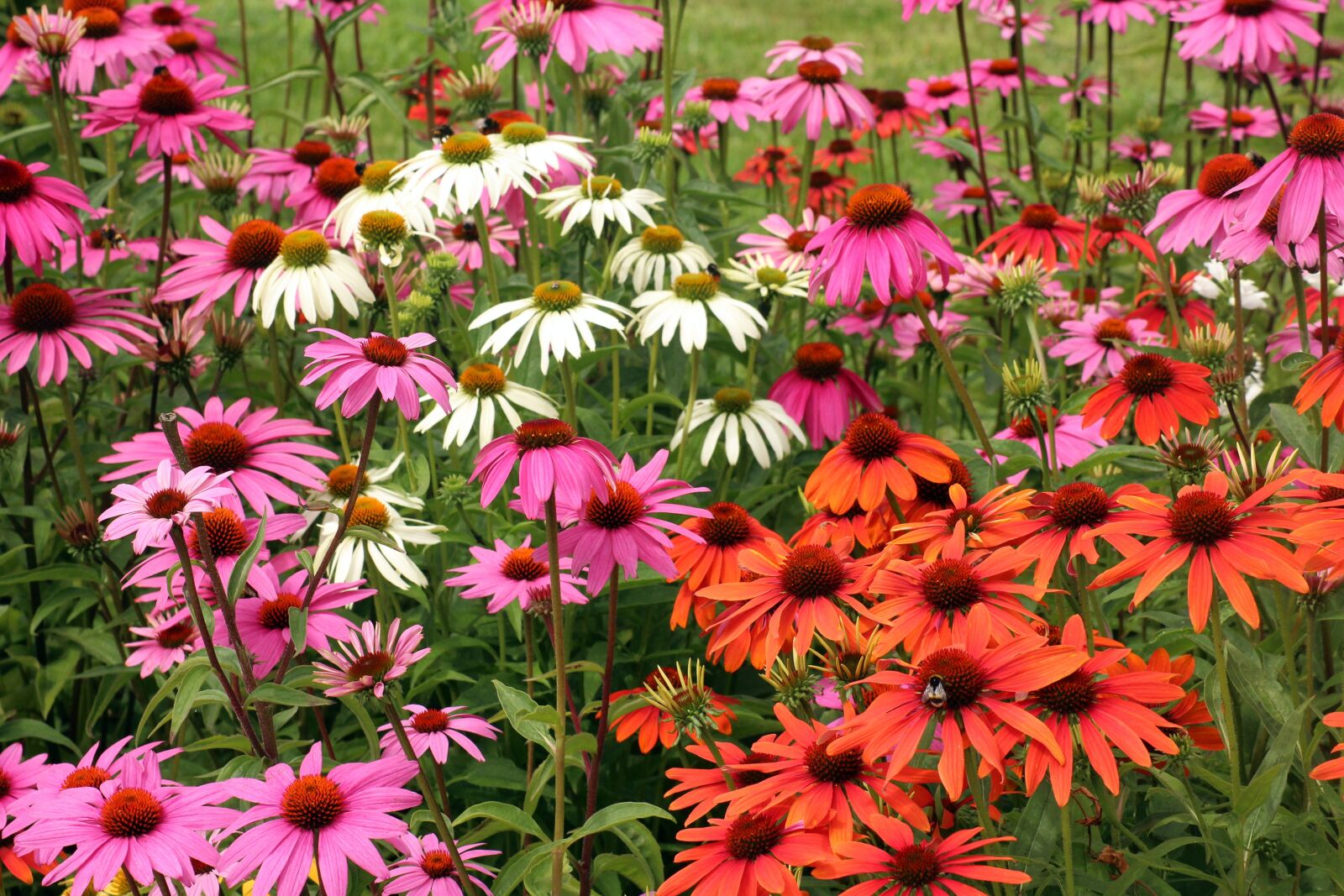 Canon EOS 1200D (EOS Rebel T5 / EOS Kiss X70 / EOS Hi) sample photo. Purple coneflower, echinacea, flowers photography