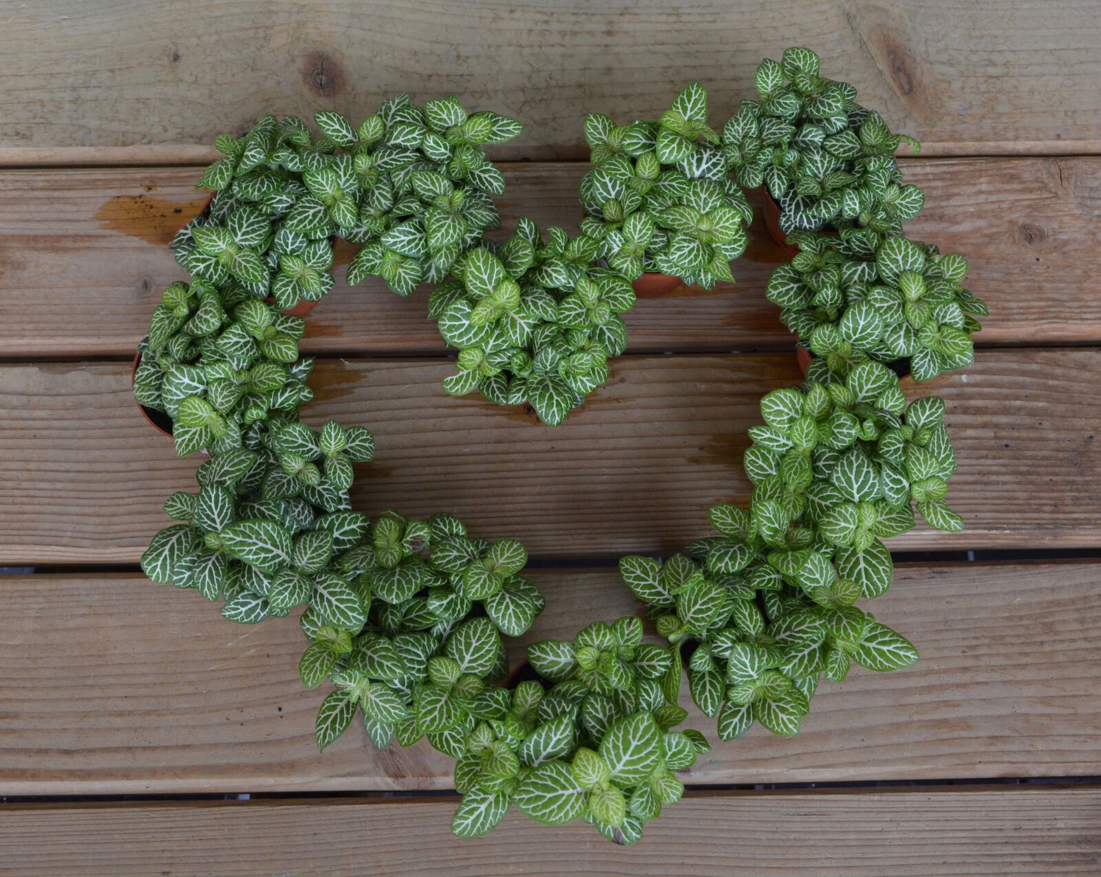 Nikon D5200 sample photo. Heart, heart plants, crowns photography
