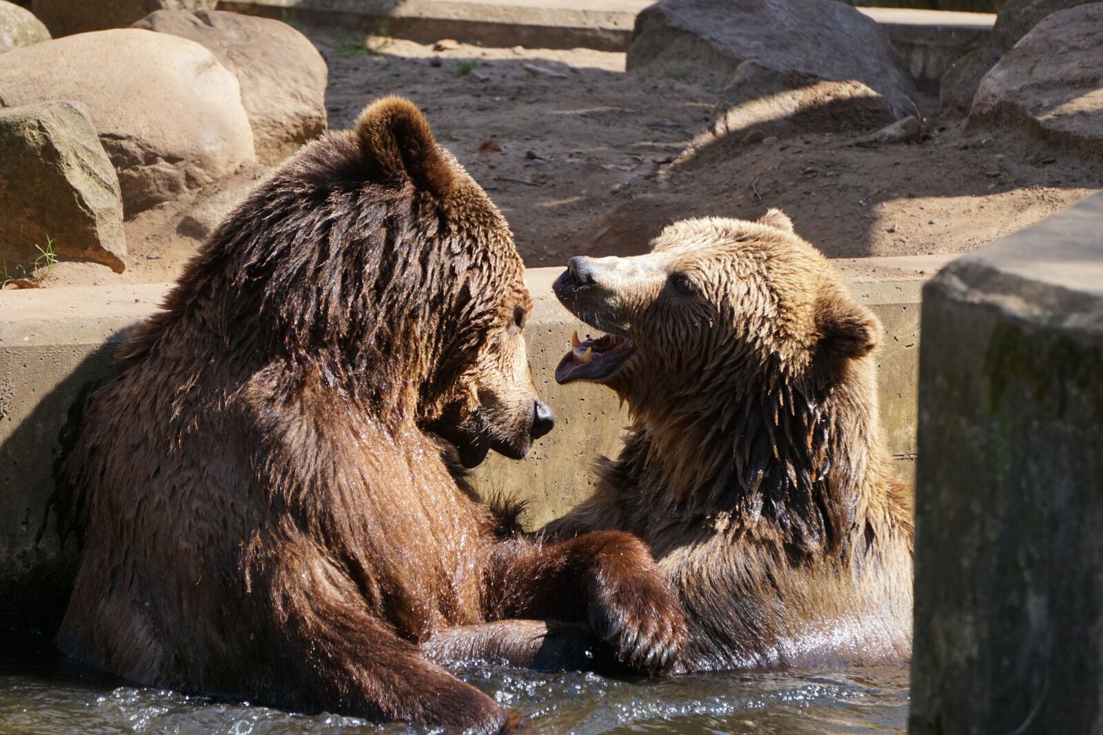 Sony a6000 sample photo. Brown bear, zoo, mammal photography