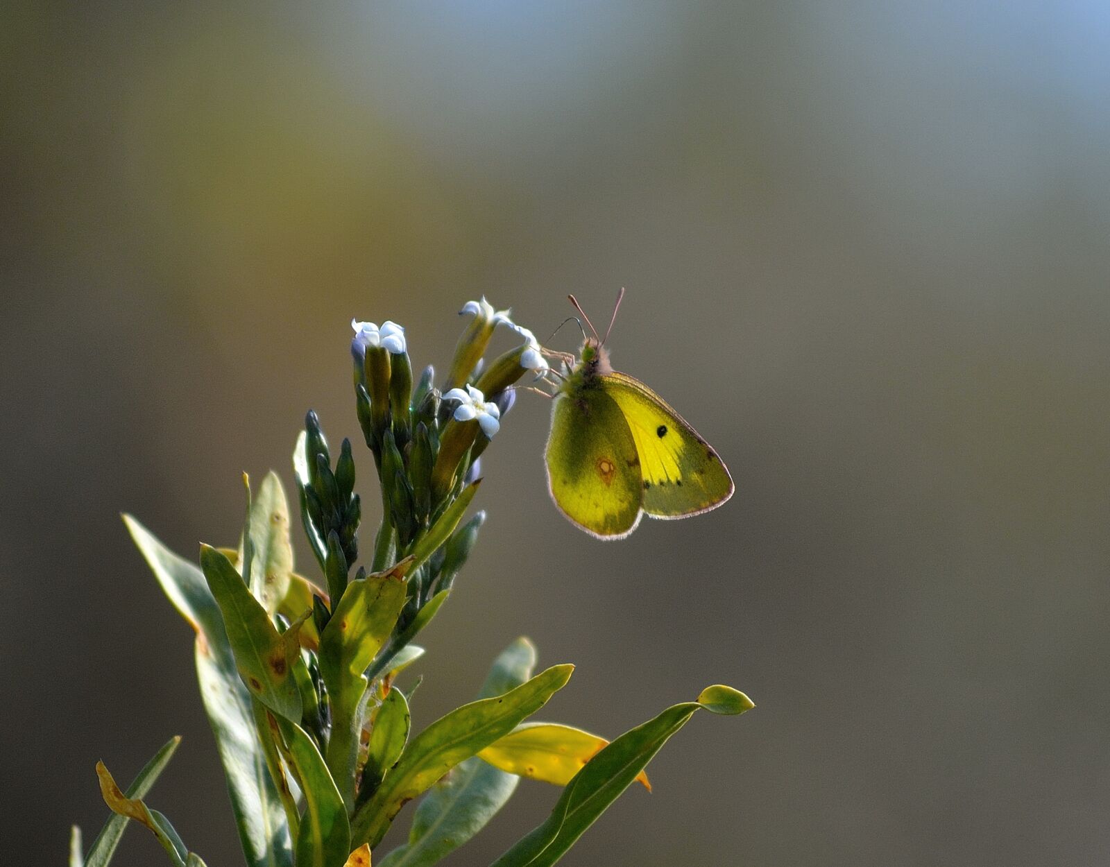 Nikon D3100 sample photo. Clouded yellow, butterfly, macro photography