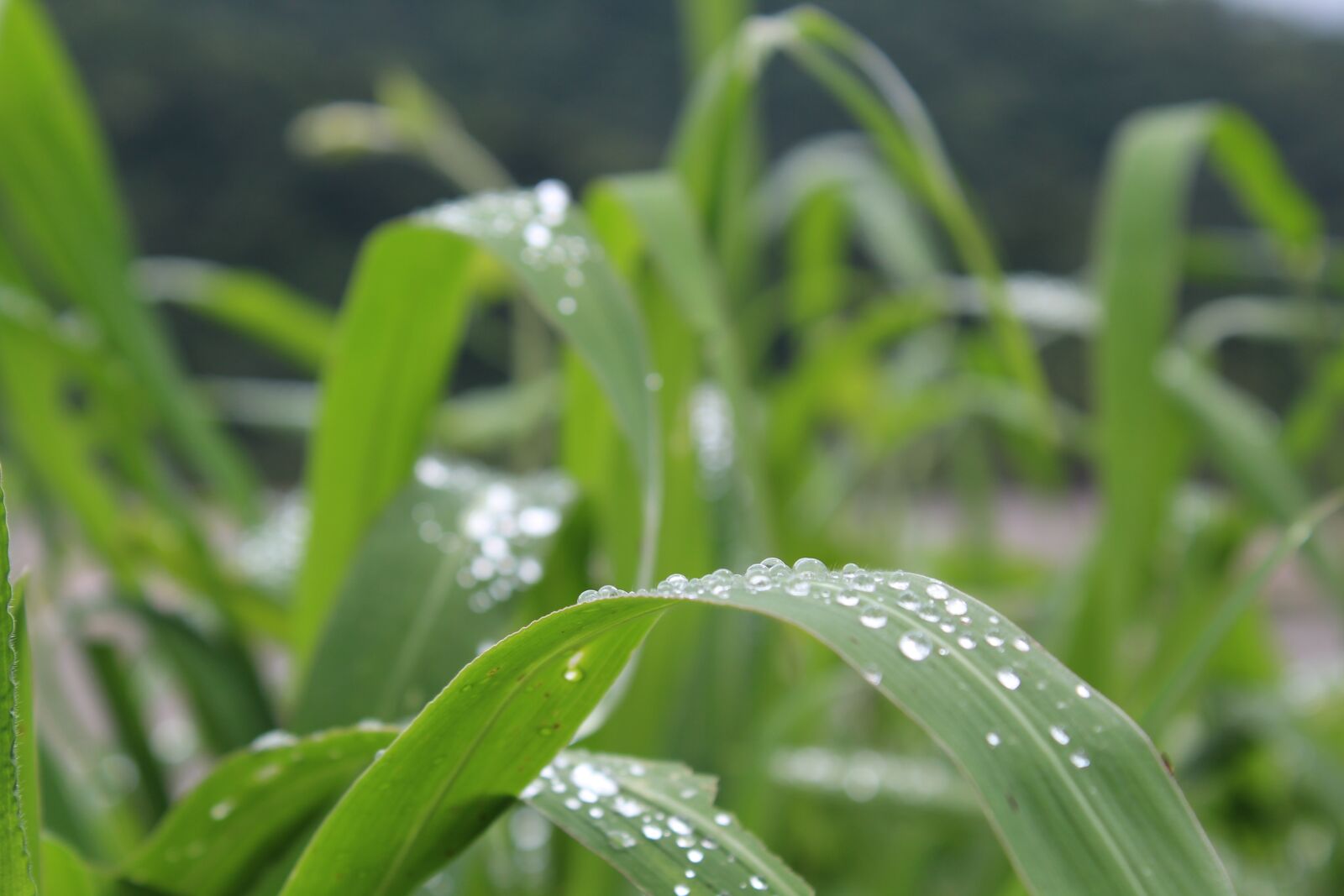 Canon EOS 1300D (EOS Rebel T6 / EOS Kiss X80) sample photo. Travel, nature, toyota photography