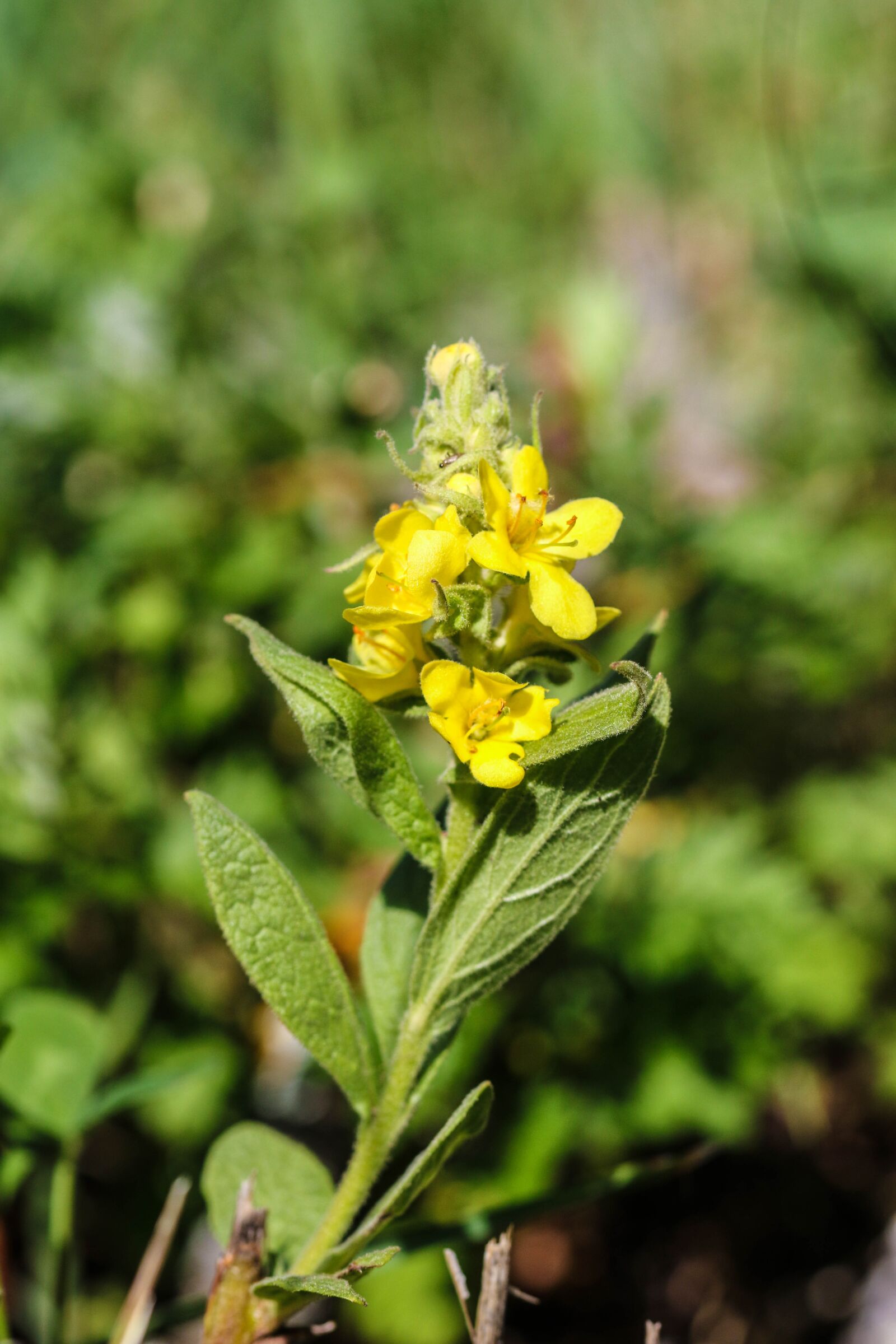 Canon EOS 7D Mark II sample photo. Wildflower, flower, nature photography