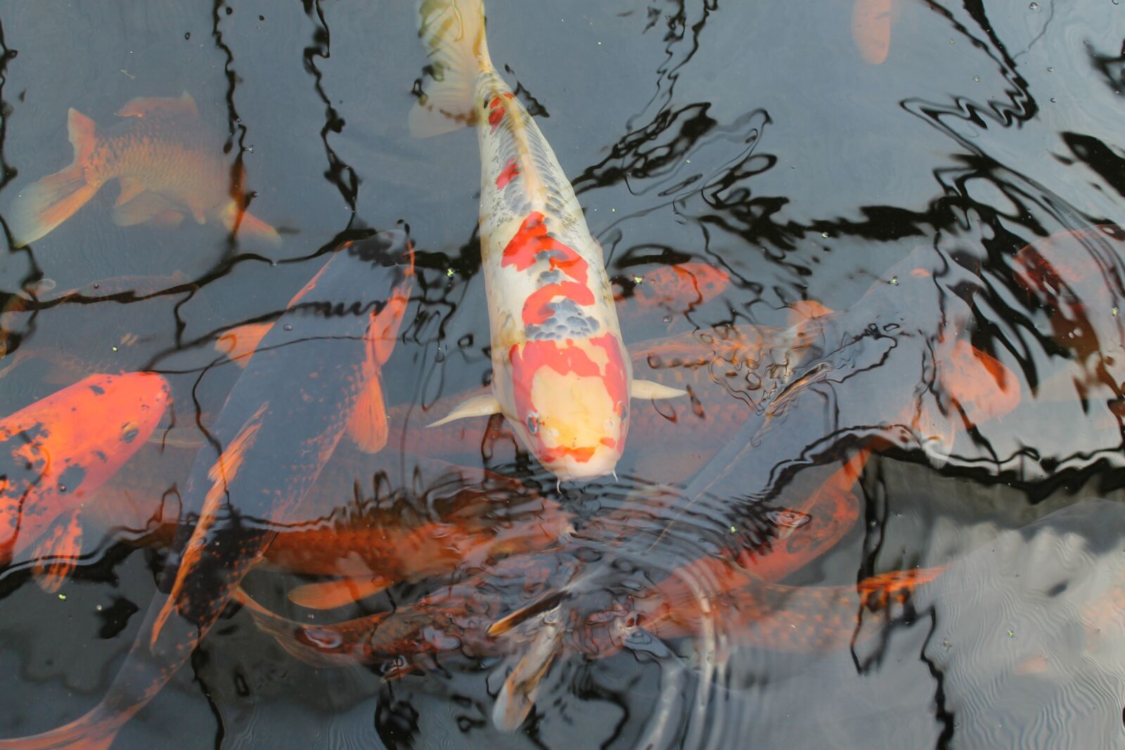 Canon EOS 1100D (EOS Rebel T3 / EOS Kiss X50) sample photo. Koi, fish, koi carp photography