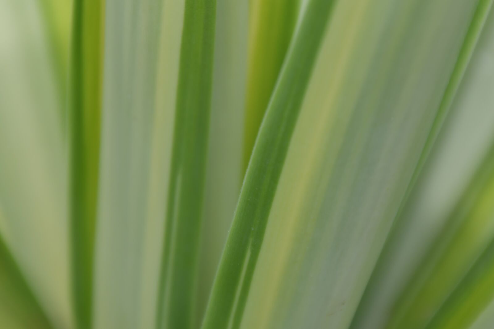 Nikon D500 sample photo. Yucca, green, plant photography