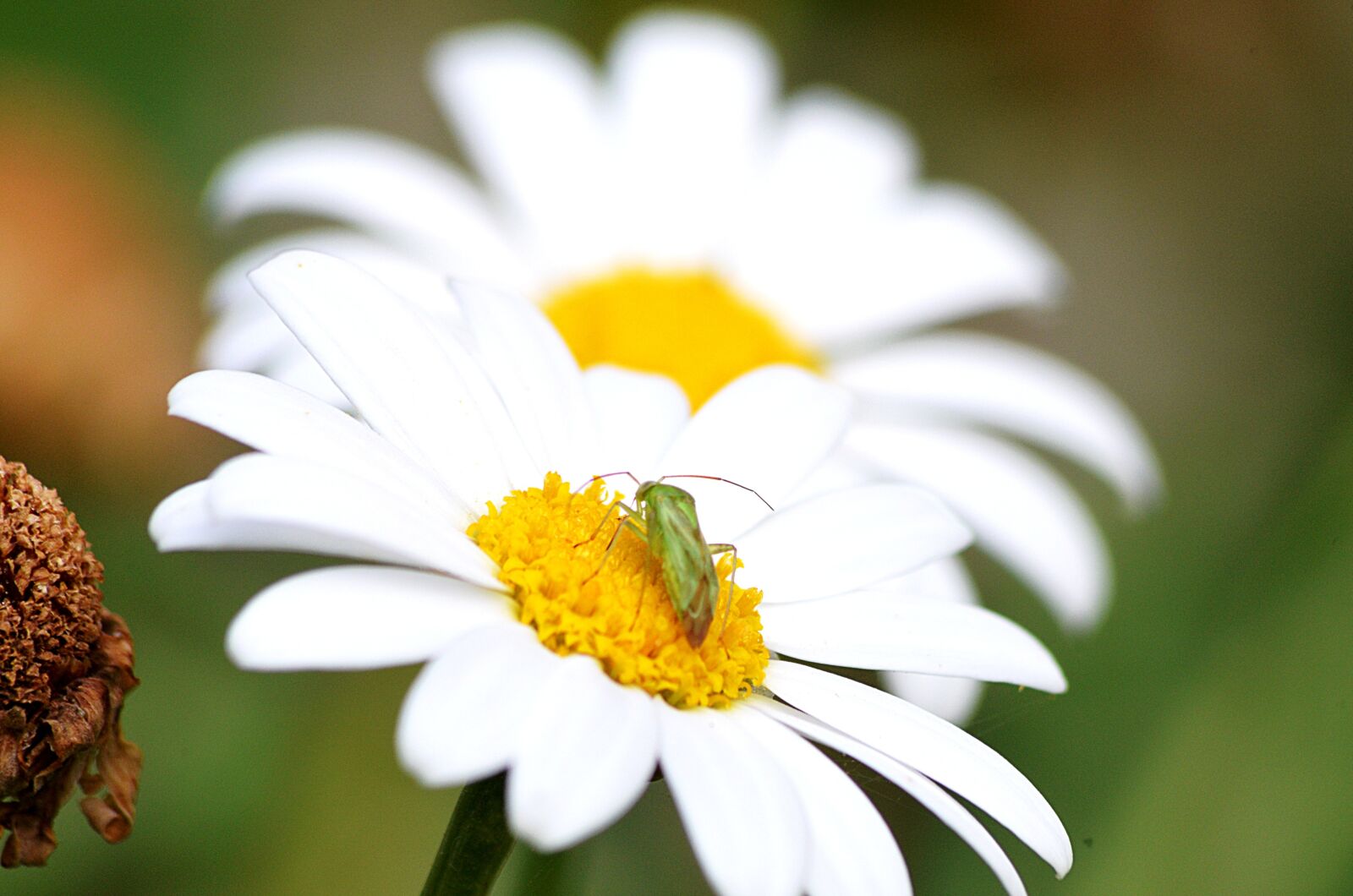 Nikon D5100 sample photo. Insect, flower, nature photography