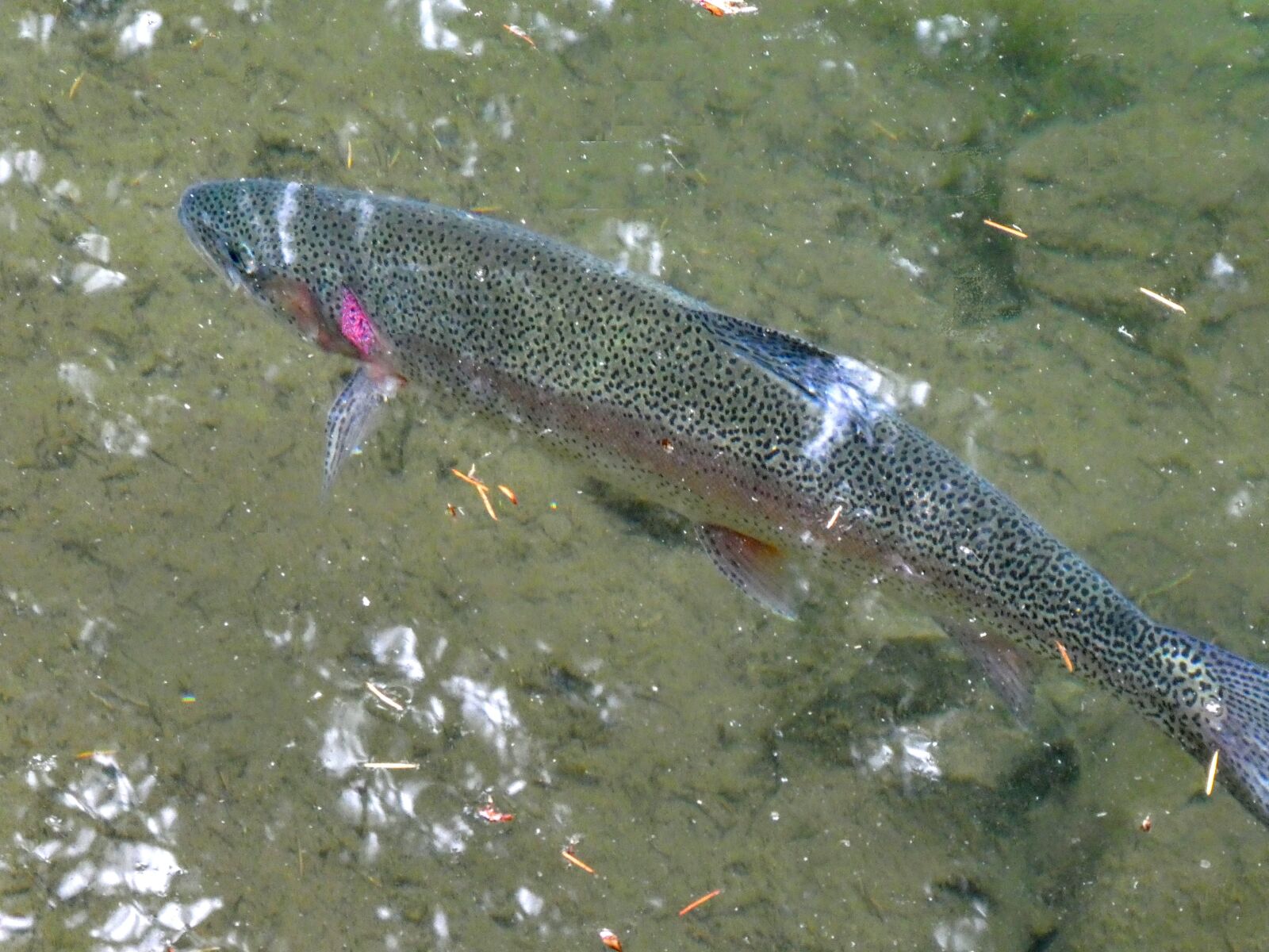 Panasonic DC-ZS70 sample photo. Rainbow trout, trout, fish photography