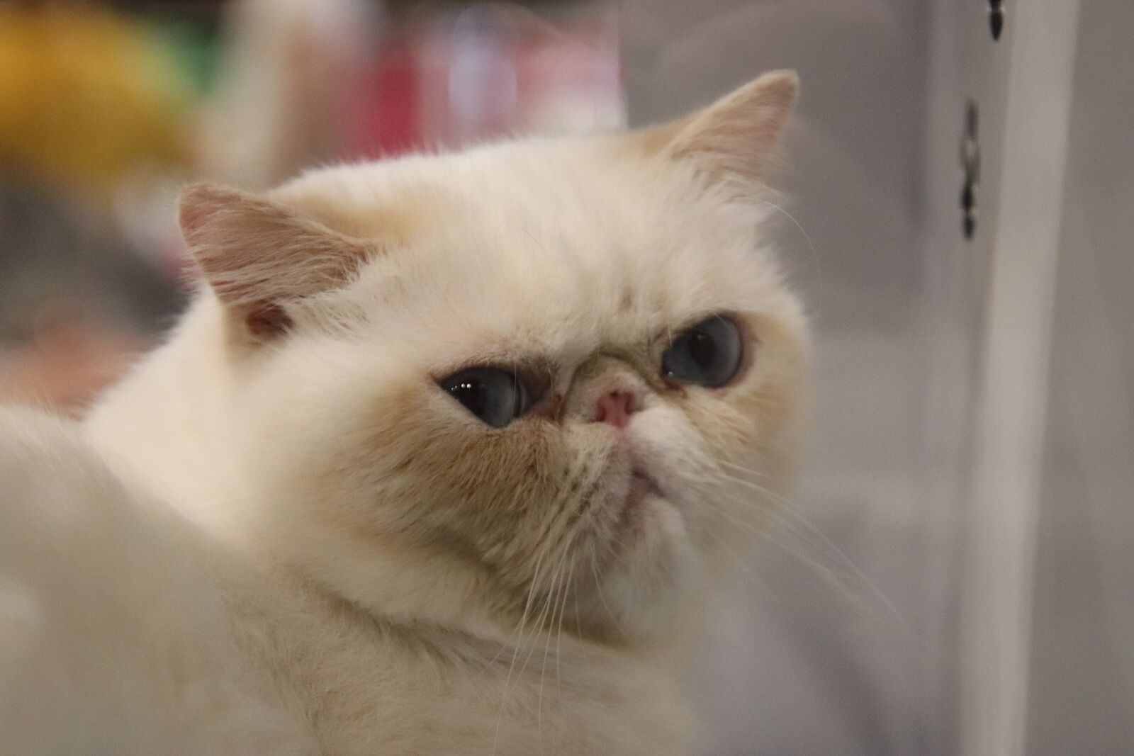 Canon EOS 800D (EOS Rebel T7i / EOS Kiss X9i) sample photo. Cats, felines, persian cat photography