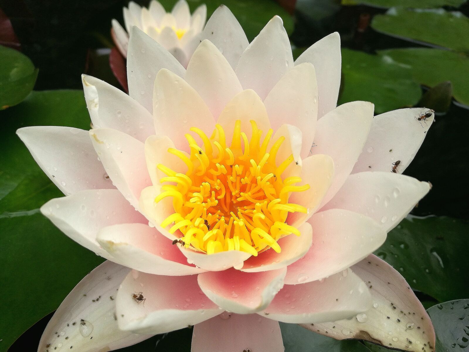 HUAWEI P9 sample photo. Feast, mom, flower photography