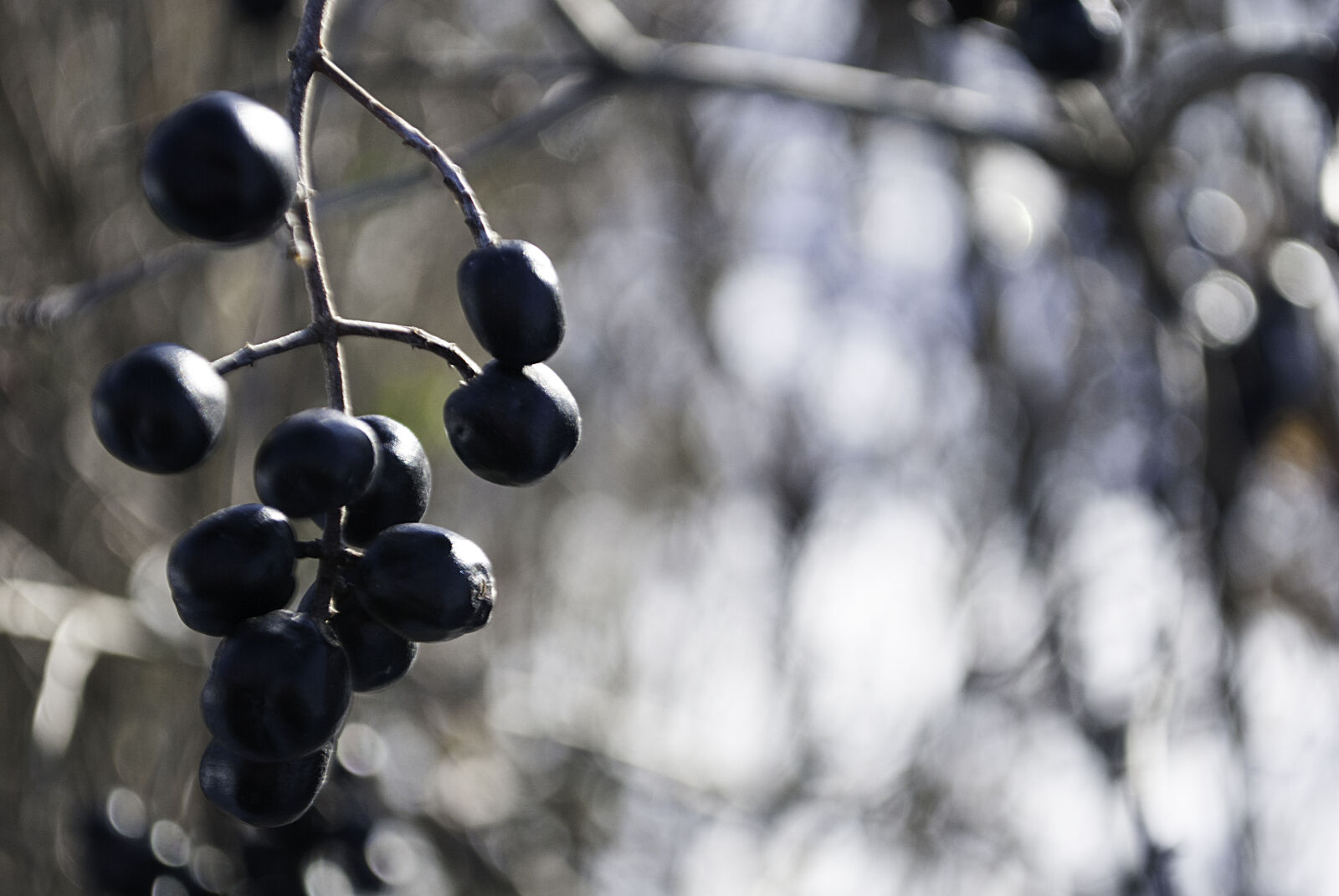 Nikon D3000 sample photo. Parallel, berries, berry, ice photography