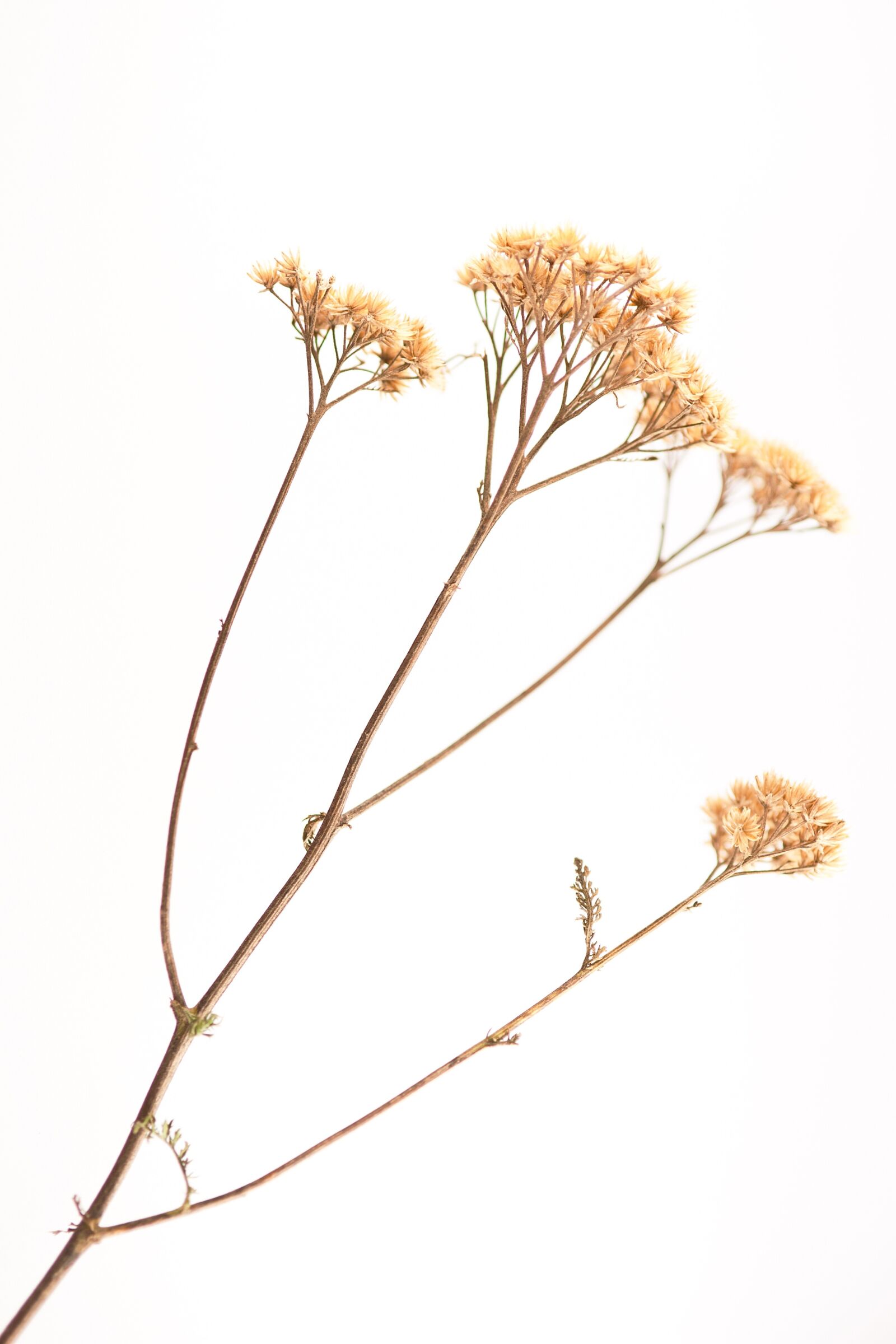 Nikon D700 sample photo. Flower, blade, macro photography