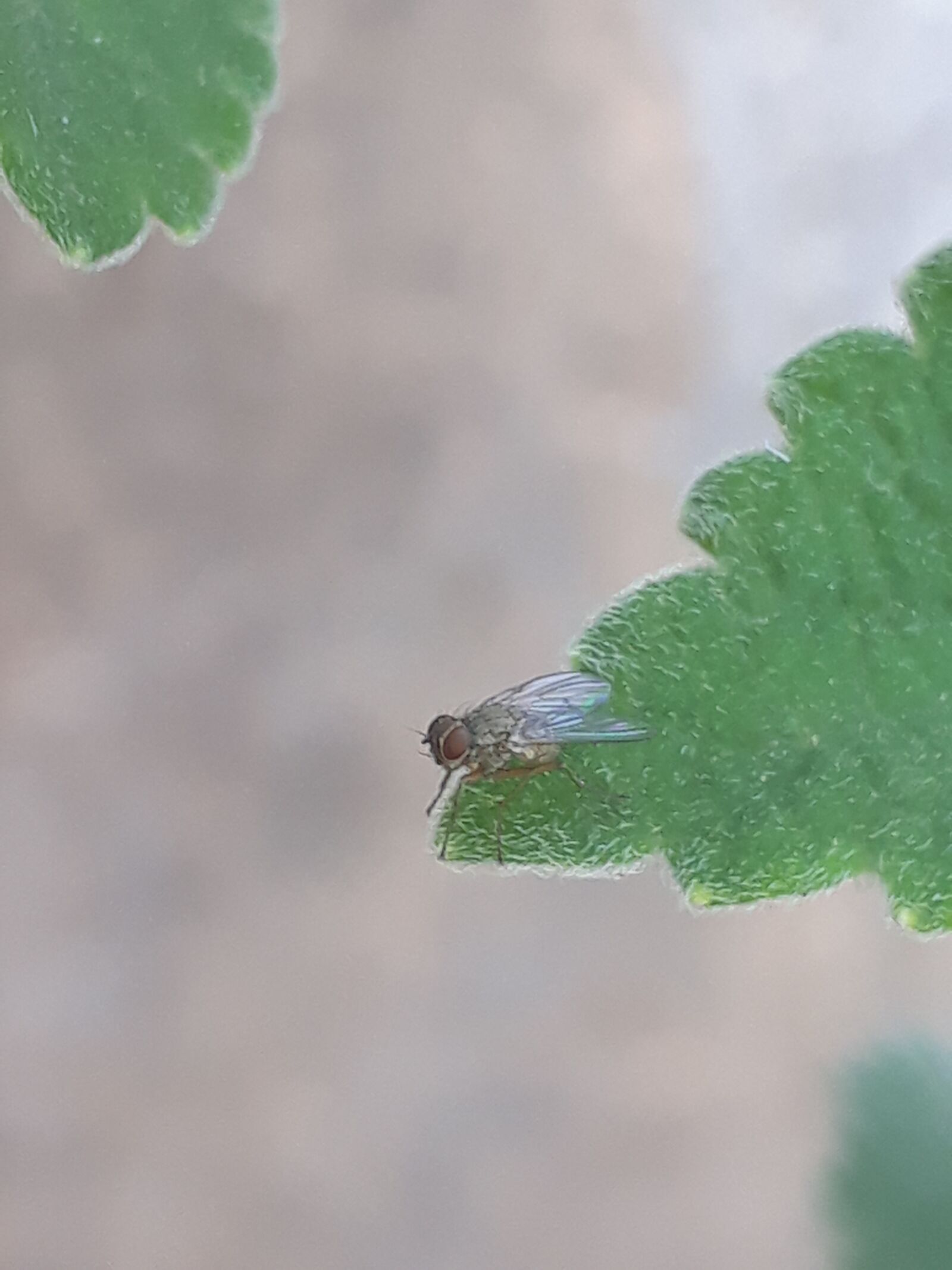 Samsung Galaxy J5 Prime sample photo. Mosquito, insect, nature photography