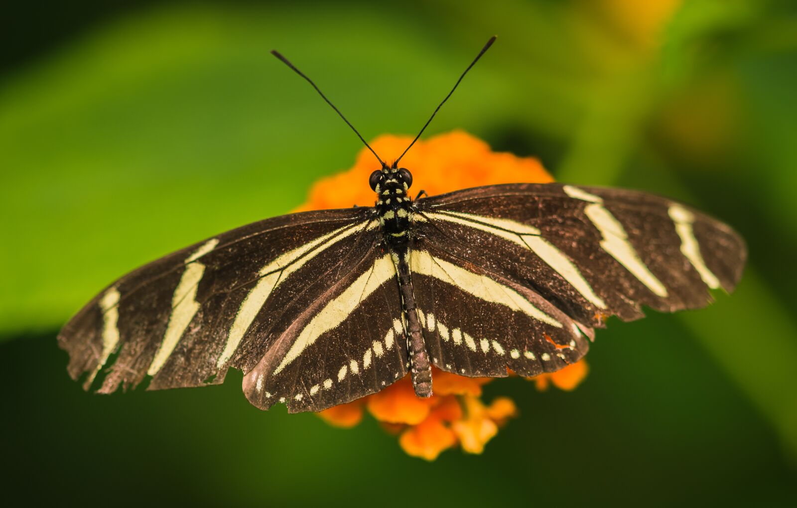 Sony SLT-A58 + 105mm F2.8 sample photo. Bug, butterfly, nature photography