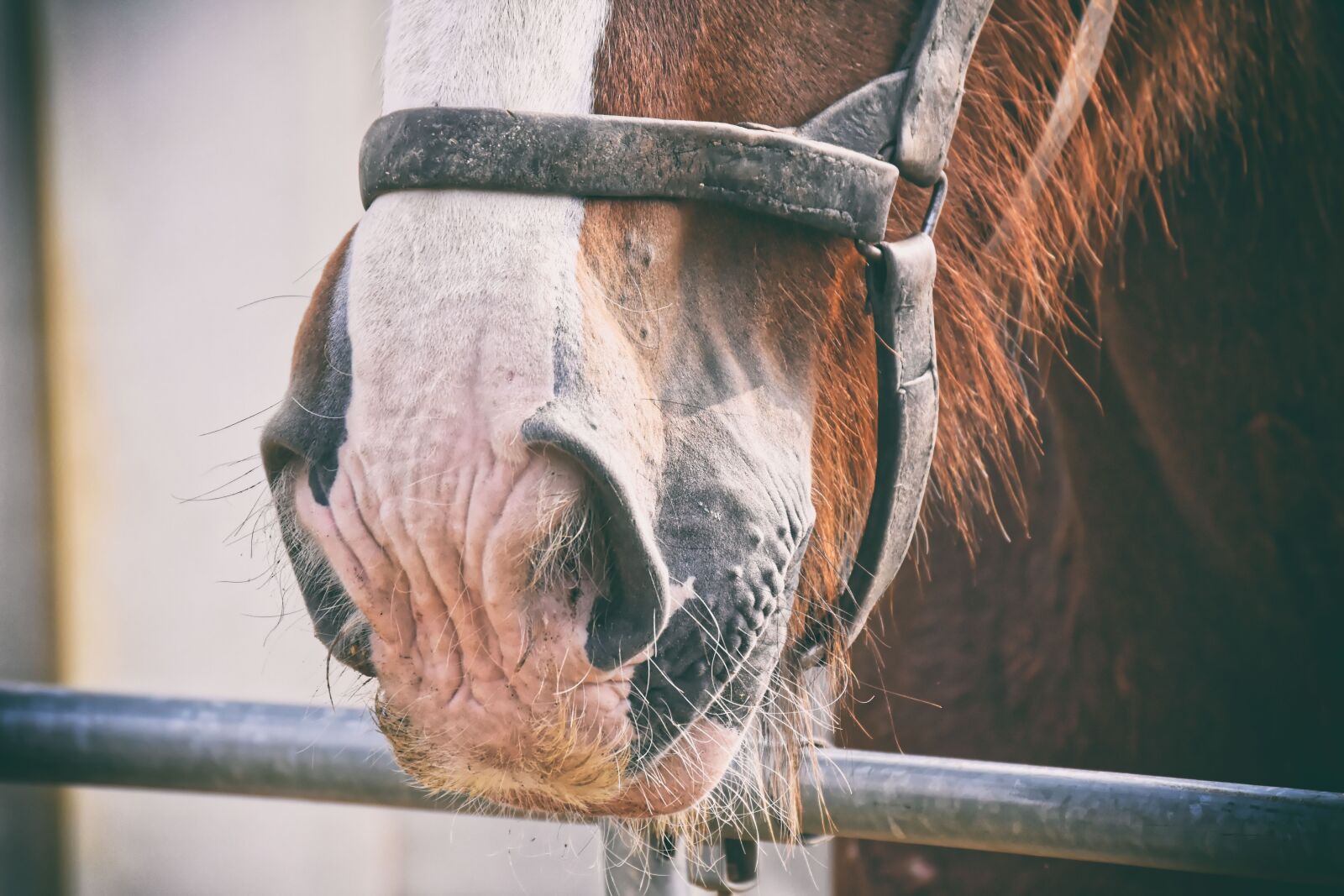 Nikon D7200 sample photo. Horse snout, shire horse photography