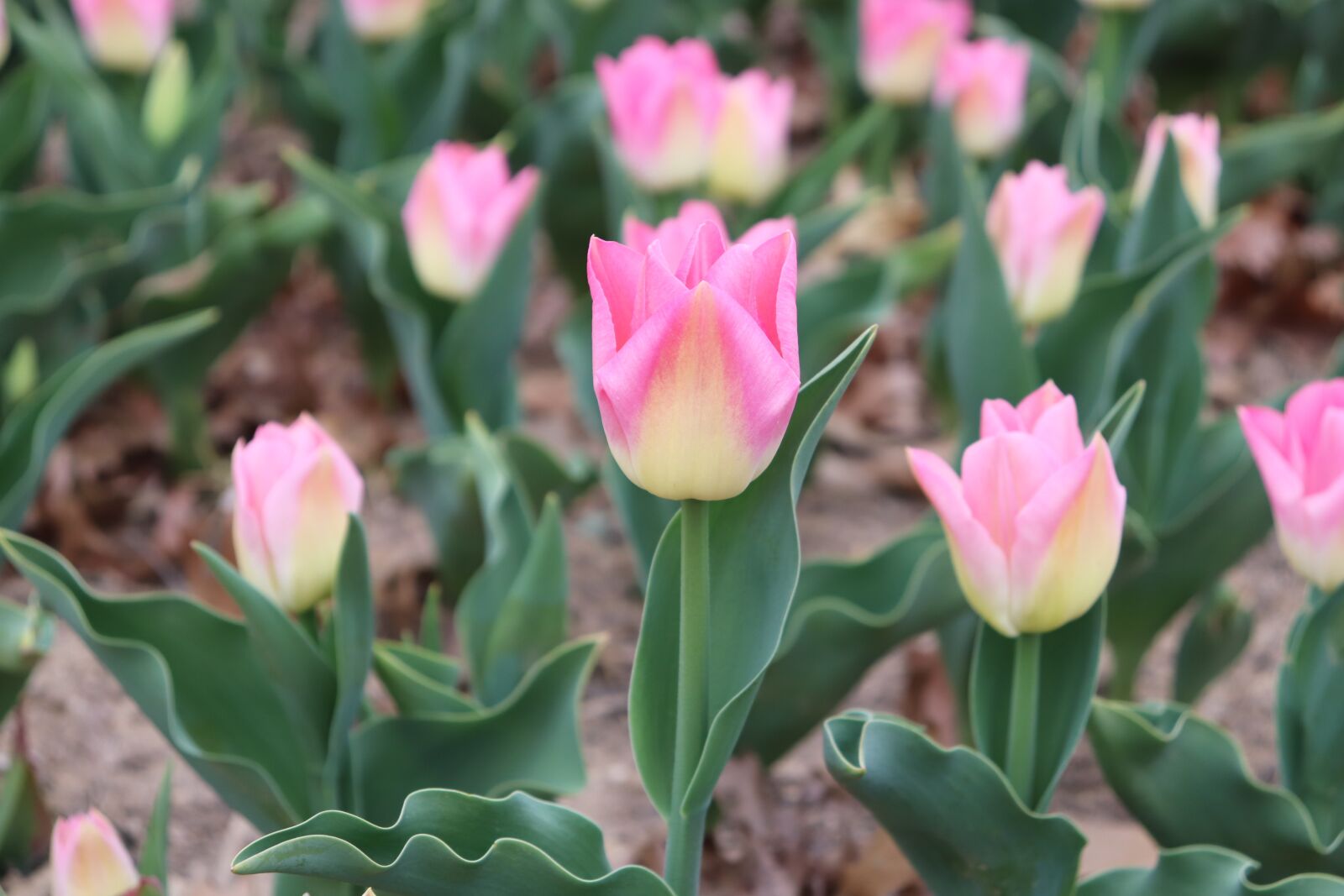 Canon EOS 200D (EOS Rebel SL2 / EOS Kiss X9) sample photo. Flower, pink, spring photography