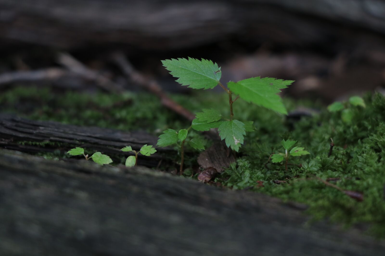 Canon EF-S 18-135mm F3.5-5.6 IS USM sample photo. Sprout, plant, seedling photography